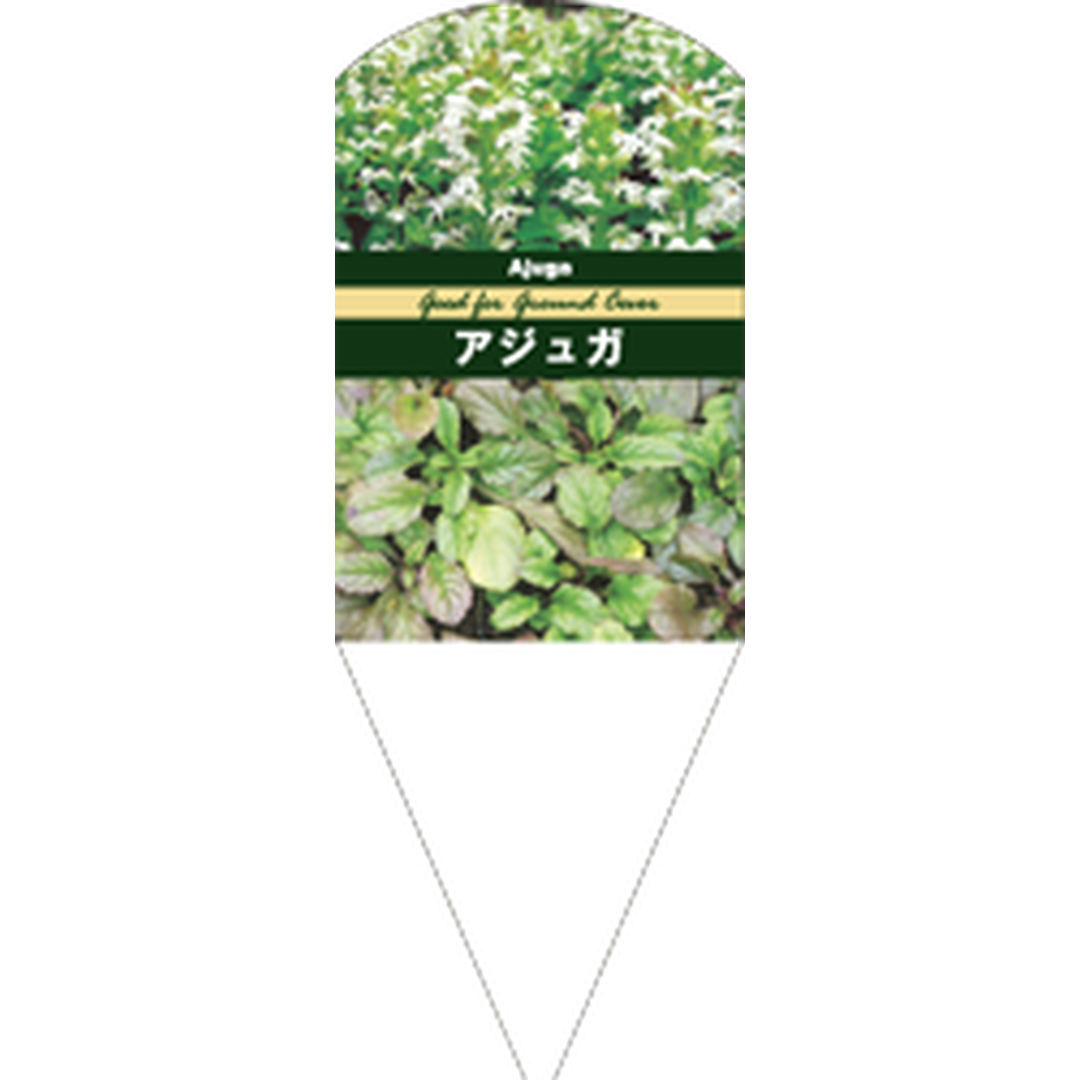 ARC アジュガ ホワイト L 園芸用ラベル【132.5mm×50mm】100枚入 T1SMF173-01
