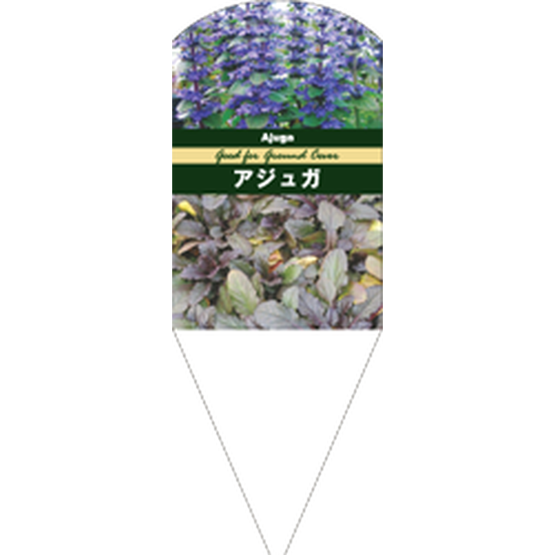 ARC アジュガ レプタンス L 園芸用ラベル【132.5mm×50mm】100枚入 T1SMF174-01