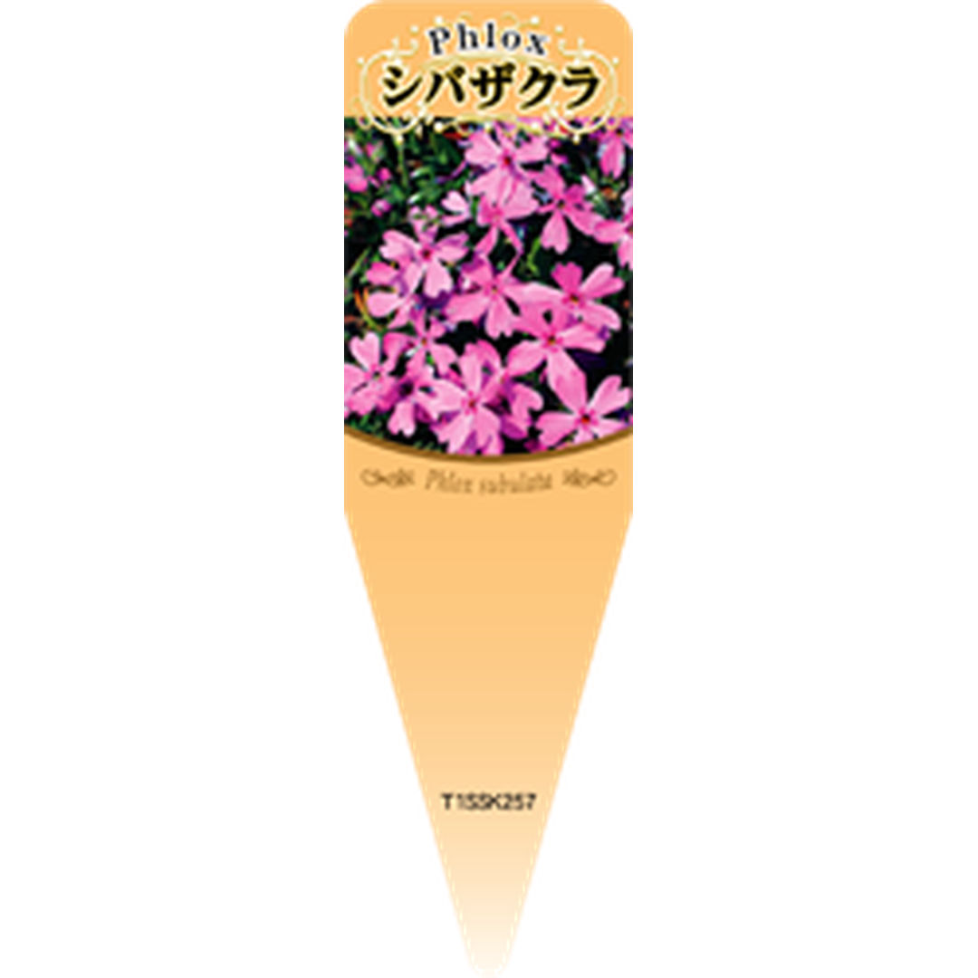 ARC シバザクラ ピンク S 園芸用ラベル【115mm×34mm】100枚入 T1SSK257-01