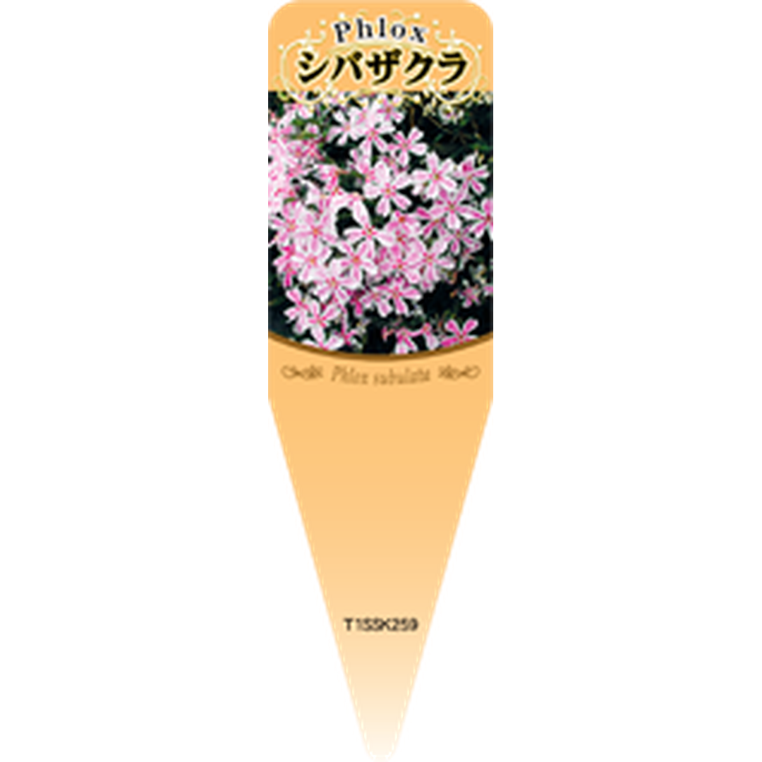 ARC シバザクラ フイリピンク S 園芸用ラベル【115mm×34mm】100枚入 T1SSK259-01