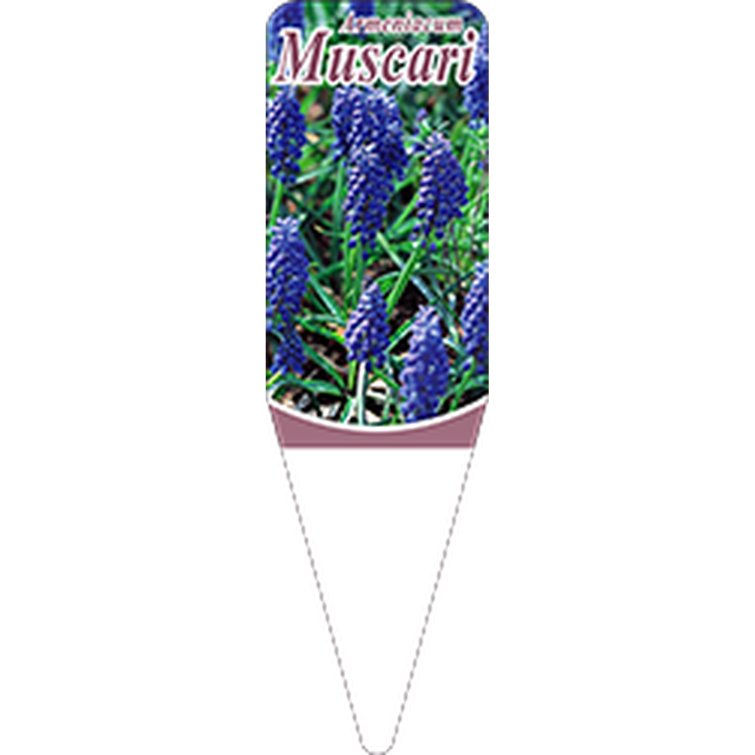 ARC ムスカリ S 園芸用ラベル【115mm×34mm】100枚入 T1SSK537-01