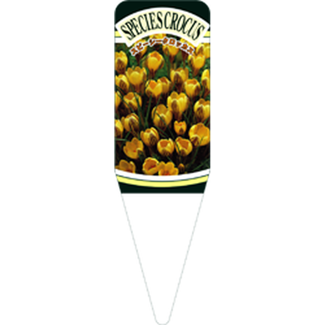 ARC スピーシークロッカス ジプシーS 園芸用ラベル【115mm×34mm】100枚入 T1SSK564-01