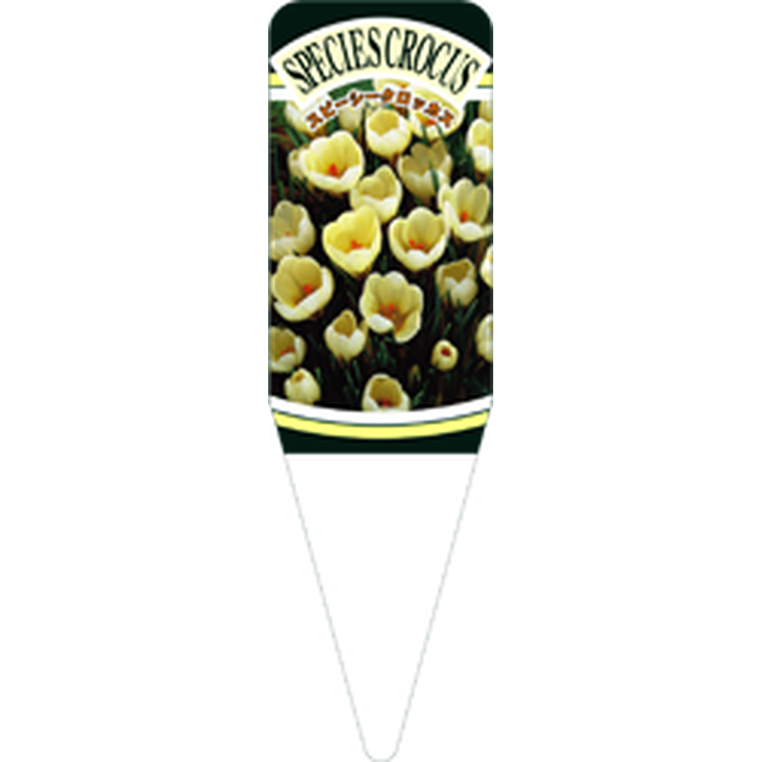 ARC スピーシークロッカス クリームビS 園芸用ラベル【115mm×34mm】100枚入 T1SSK565-01