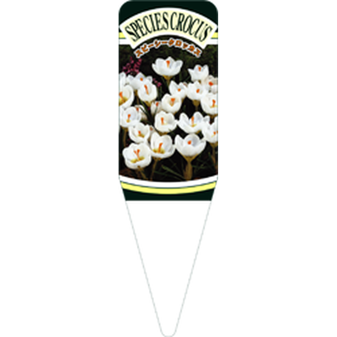 ARC スピーシークロッカス スノーバンS 園芸用ラベル【115mm×34mm】100枚入 T1SSK566-01