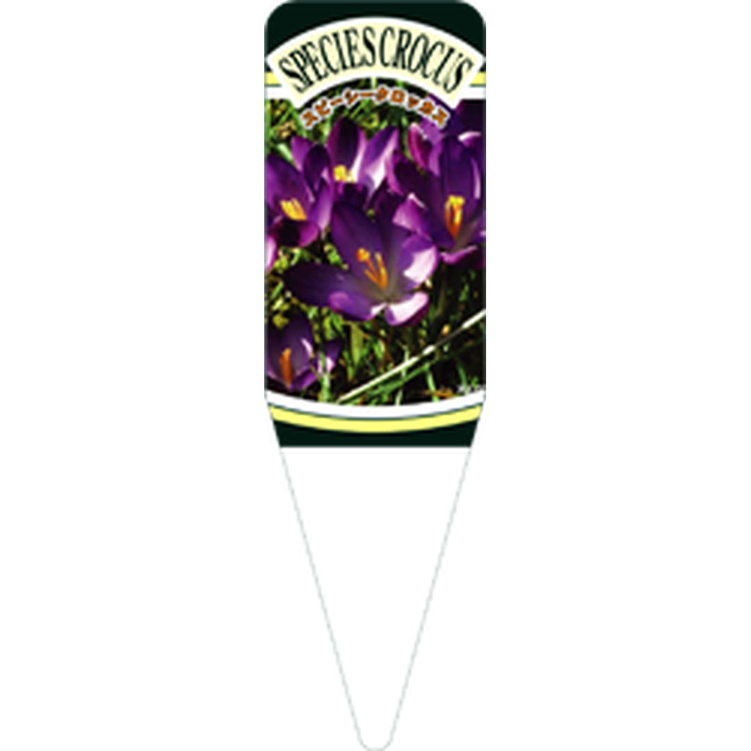 ARC スピーシークロッカス ルビージS 園芸用ラベル【115mm×34mm】100枚入 T1SSK568-01