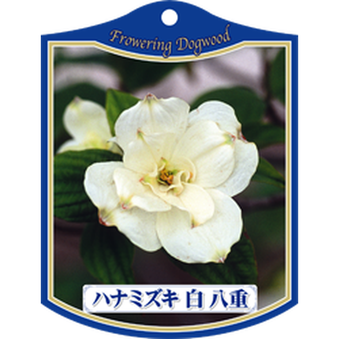 ARC ハナミズキ シロ・ヤエ K 園芸用ラベル【105mm×80mm】100枚入 T1TMK014-01
