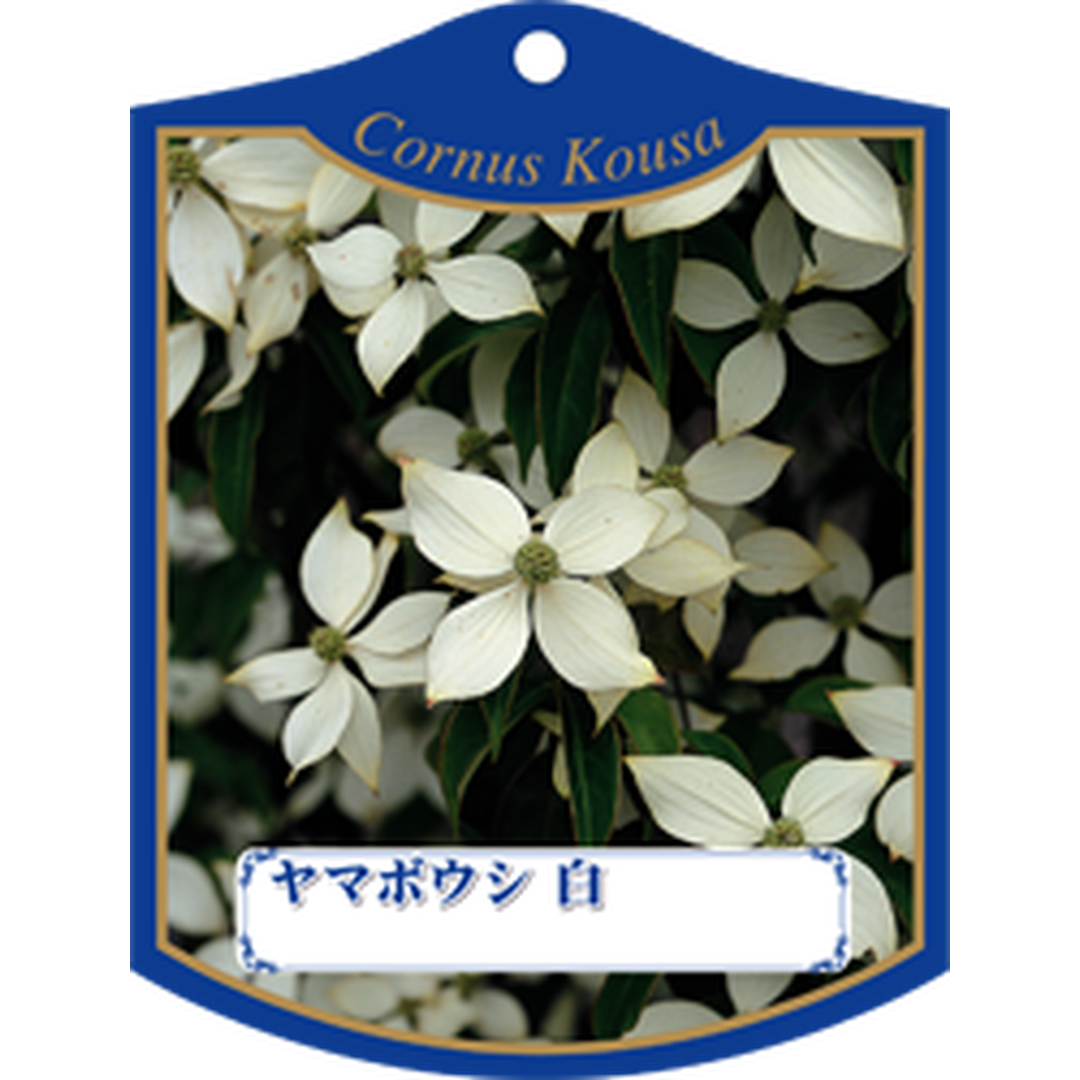 ARC ヤマボウシ シロ K 園芸用ラベル【105mm×80mm】100枚入 T1TMK017-01