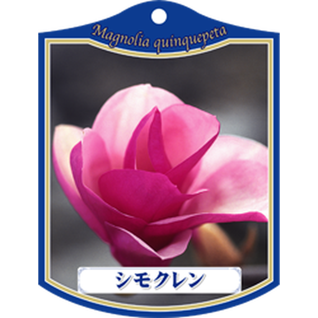 ARC シモクレン K 園芸用ラベル【105mm×80mm】100枚入 T1TMK021-01