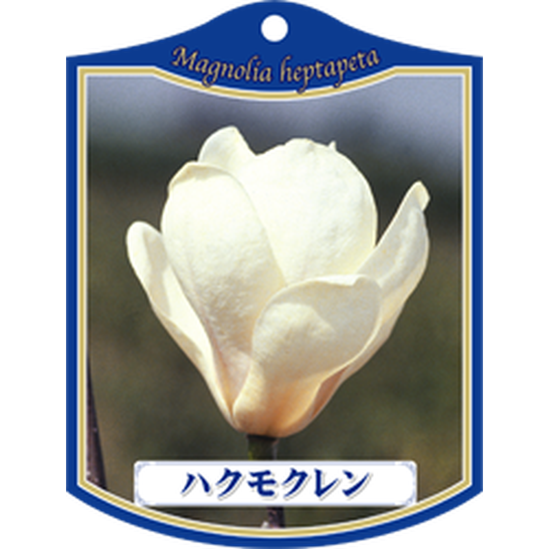 ARC ハクモクレン K 園芸用ラベル【105mm×80mm】100枚入 T1TMK022-01