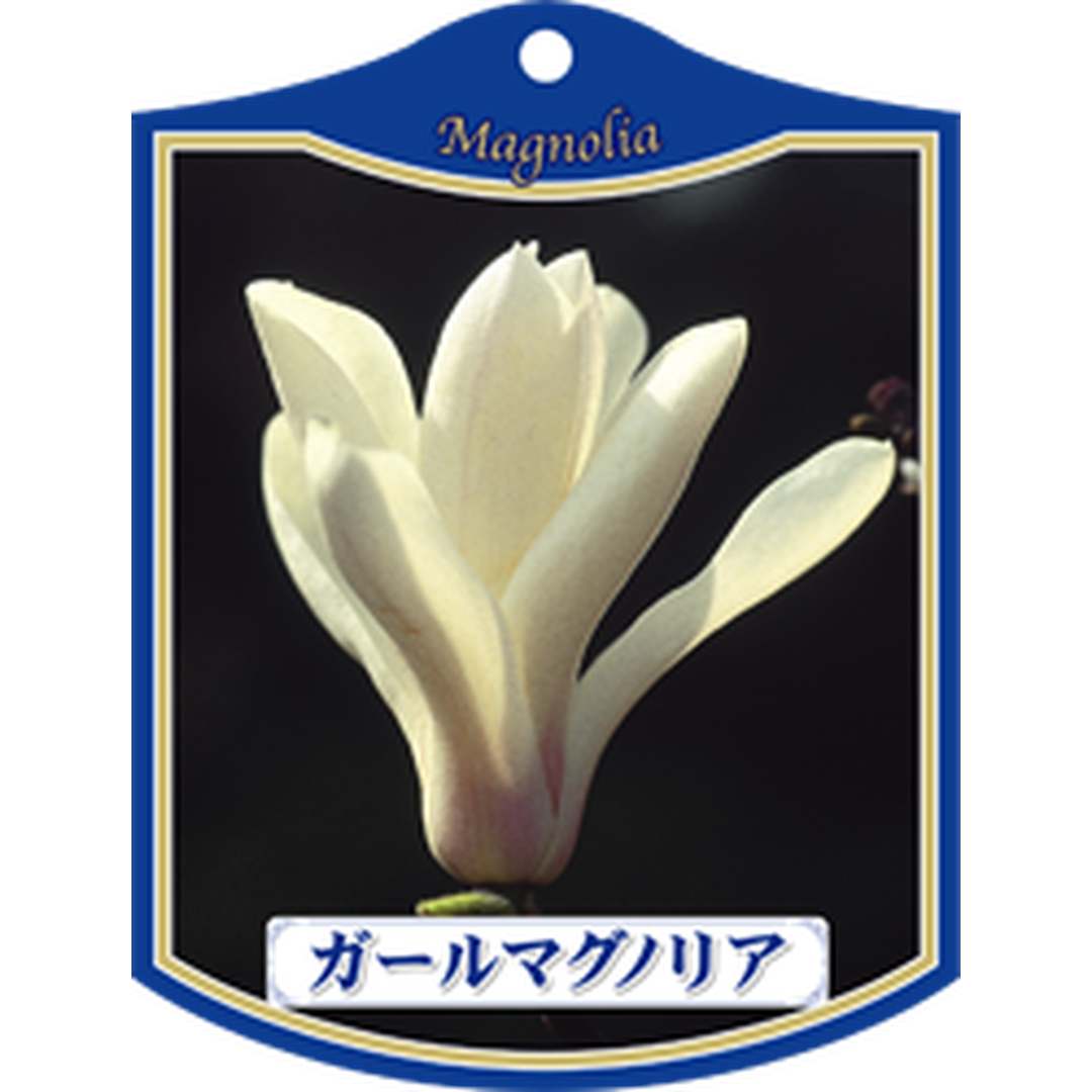 ARC ガールマグノリア K 園芸用ラベル【105mm×80mm】1000枚入 T1TMK024-01