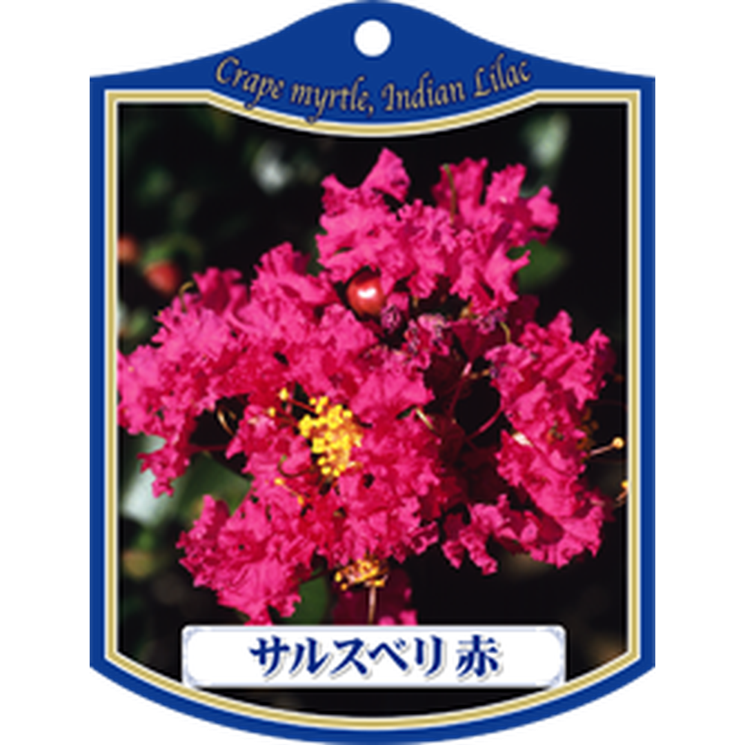 ARC サルスベリ アカ K 園芸用ラベル【105mm×80mm】100枚入 T1TMK027-01