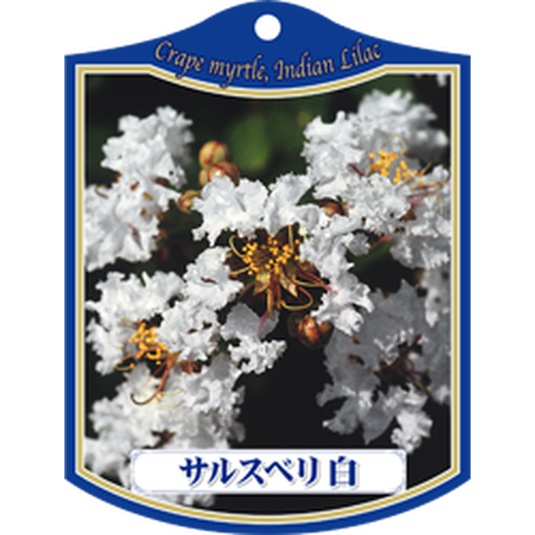 ARC サルスベリ シロ Ｋ 園芸用ラベル【105mm×80mm】100枚入 T1TMK028-01
