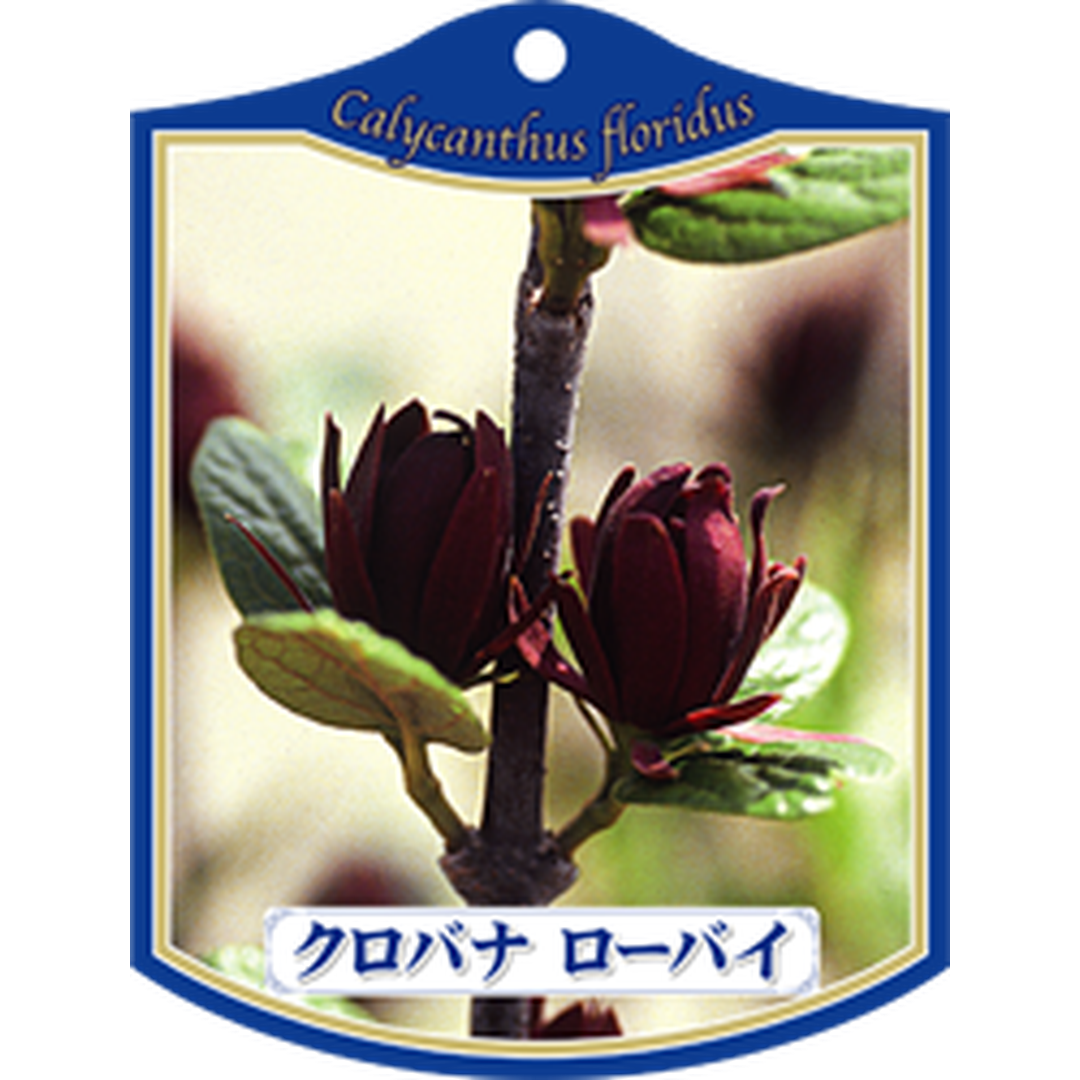 ARC クロバナ ローバイ K 園芸用ラベル【105mm×80mm】100枚入 T1TMK034-01