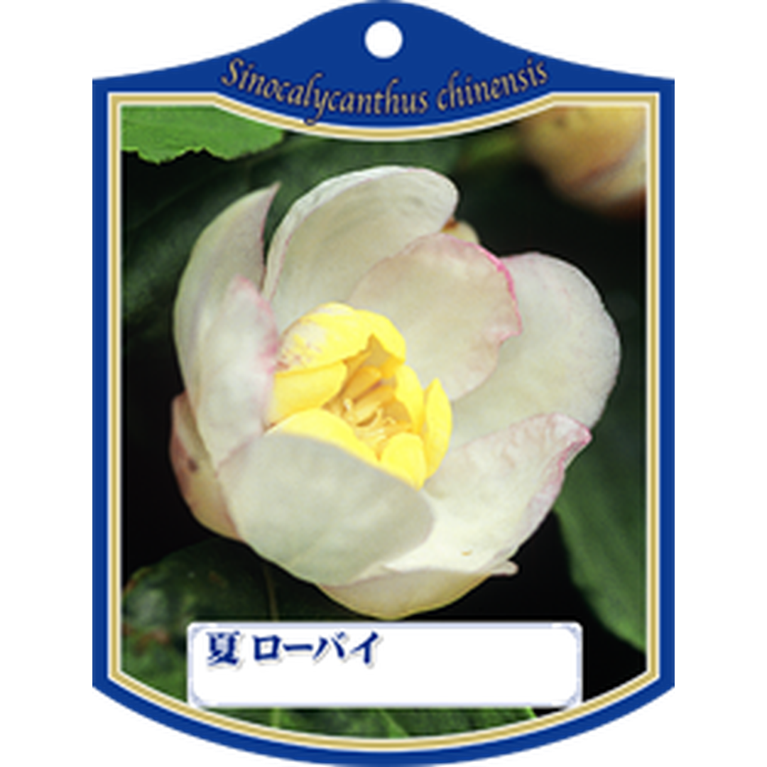 ARC ナツロウバイ K 園芸用ラベル【105mm×80mm】100枚入 T1TMK035-01