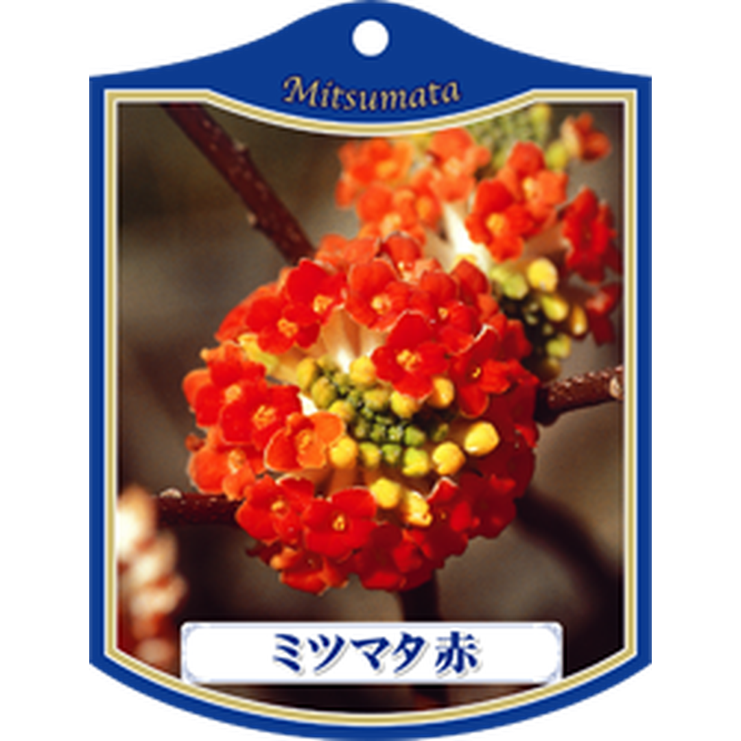 ARC ミツマタ アカ Ｋ 園芸用ラベル【105mm×80mm】100枚入 T1TMK041-01