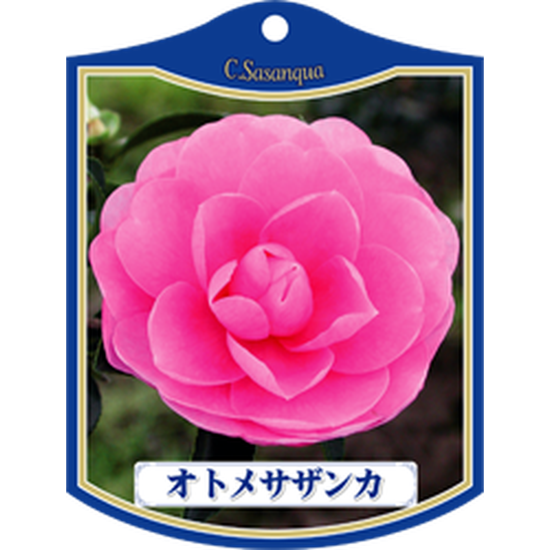 ARC オトメ サザンカ K 園芸用ラベル【105mm×80mm】100枚入 T1TMK047-01