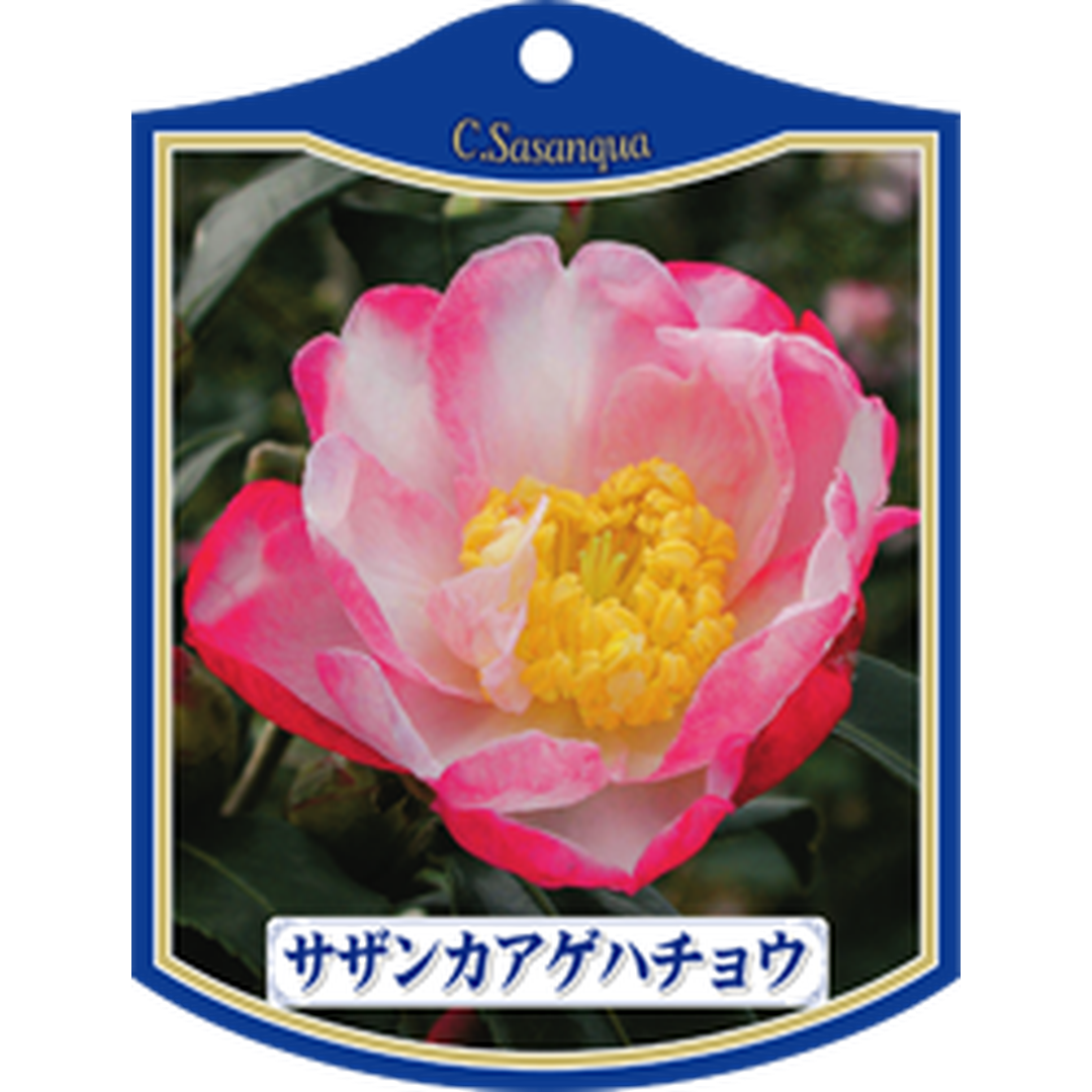 ARC サザンカ アゲハチョウ K 園芸用ラベル【105mm×80mm】100枚入 T1TMK050-01