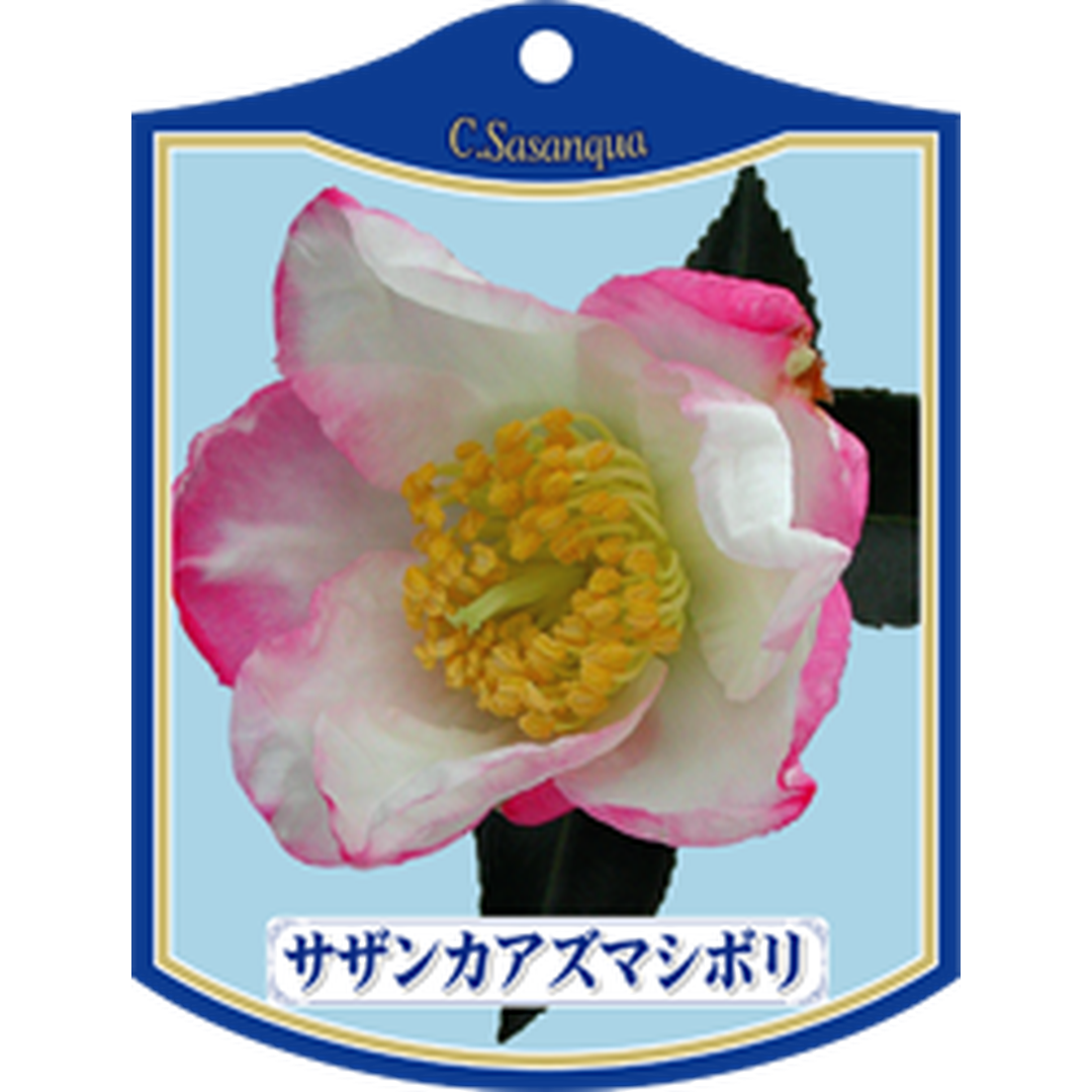 ARC サザンカ アズマシボリ K 園芸用ラベル【105mm×80mm】100枚入 T1TMK051-01