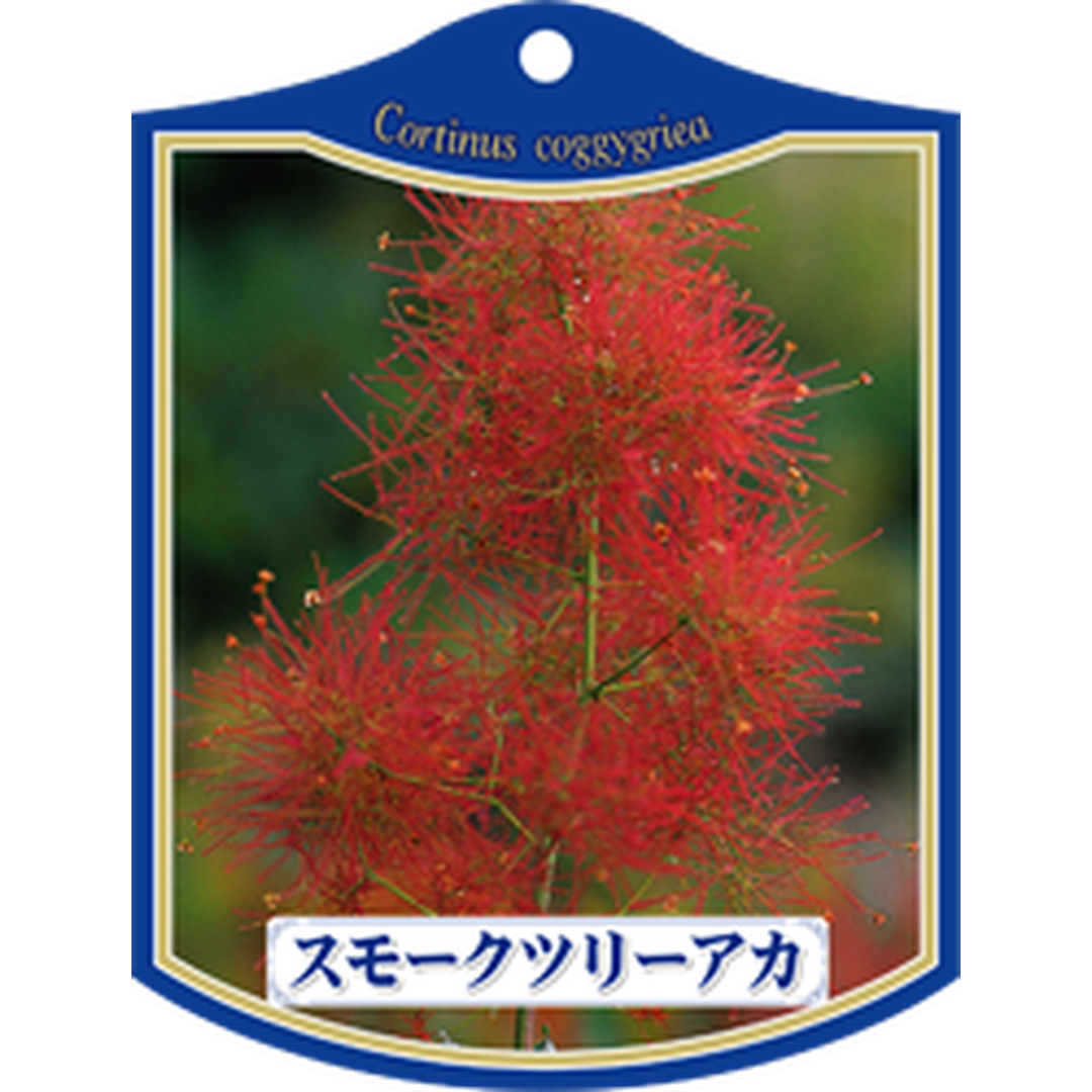 ARC スモークツリー アカ Ｋ 園芸用ラベル【105mm×80mm】100枚入 T1TMK052-01
