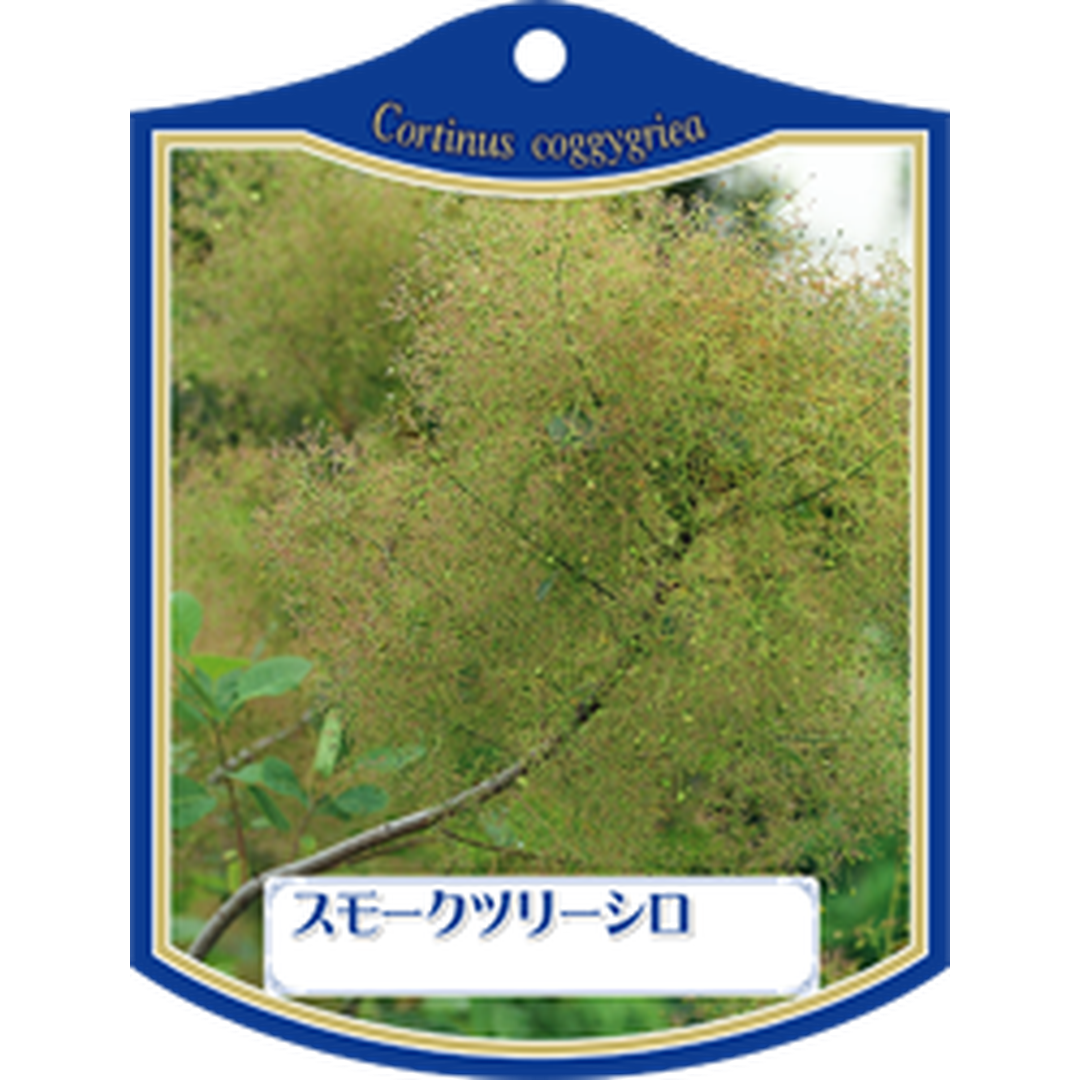 ARC スモークツリー シロ Ｋ 園芸用ラベル【105mm×80mm】100枚入 T1TMK054-01