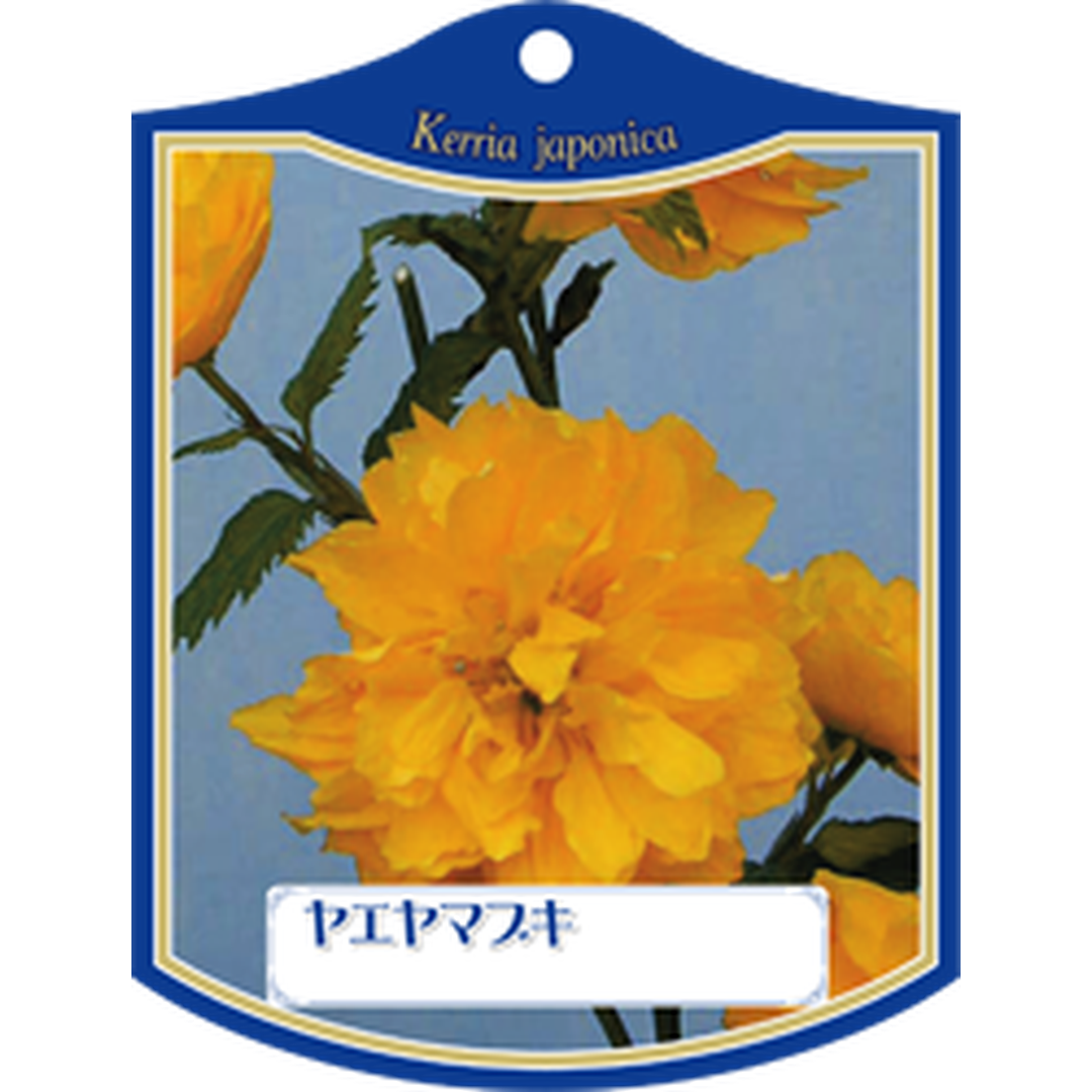 ARC ヤエ ヤマブキ K 園芸用ラベル【105mm×80mm】100枚入 T1TMK067-01