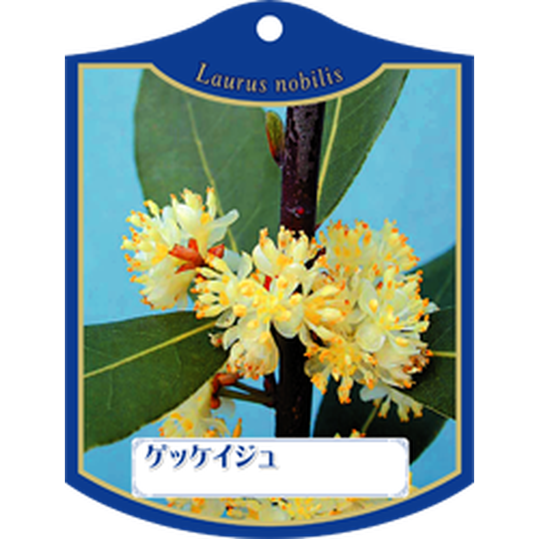 ARC ゲッケイジュ K 園芸用ラベル【105mm×80mm】100枚入 T1TMK078-01