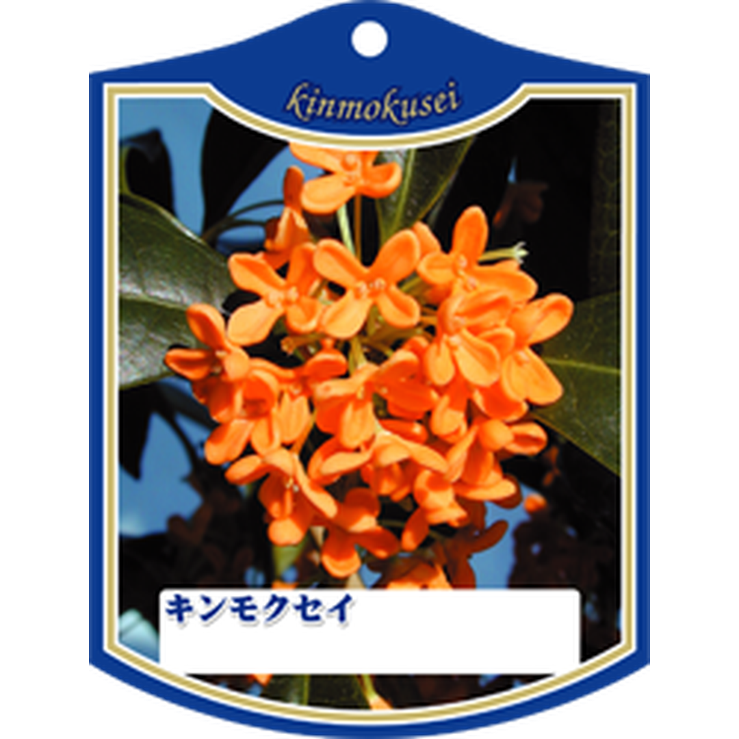 ARC キンモクセイ K 園芸用ラベル【105mm×80mm】100枚入 T1TMK079-01