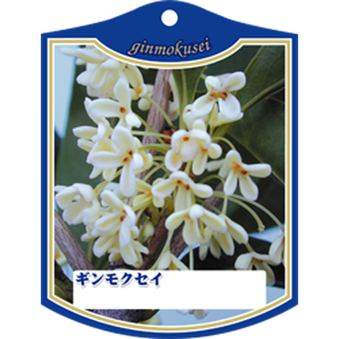 ARC ギンモクセイ K 園芸用ラベル【105mm×80mm】100枚入 T1TMK080-01