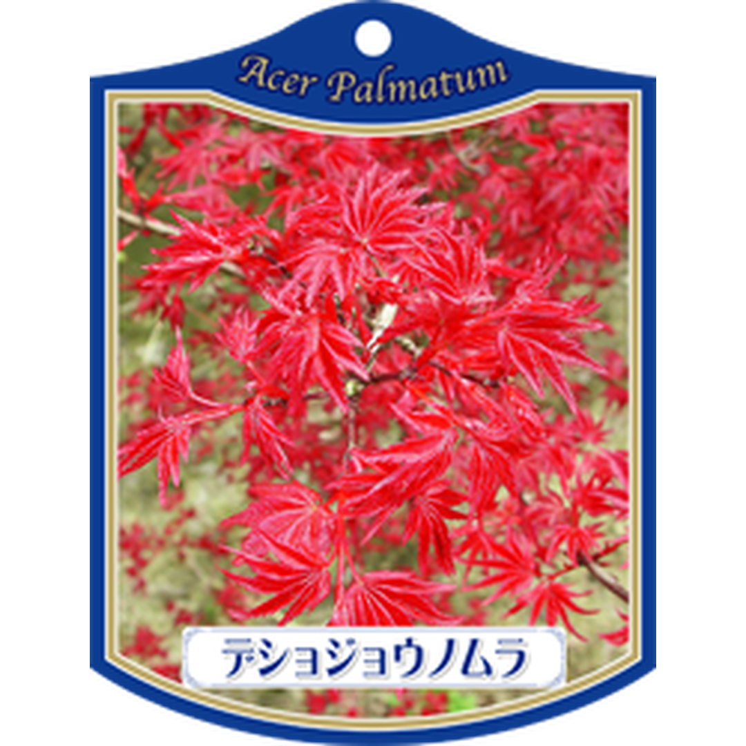ARC カエデ デショウジョウノムラ K 園芸用ラベル【105mm×80mm】100枚入 T1TMK092-01
