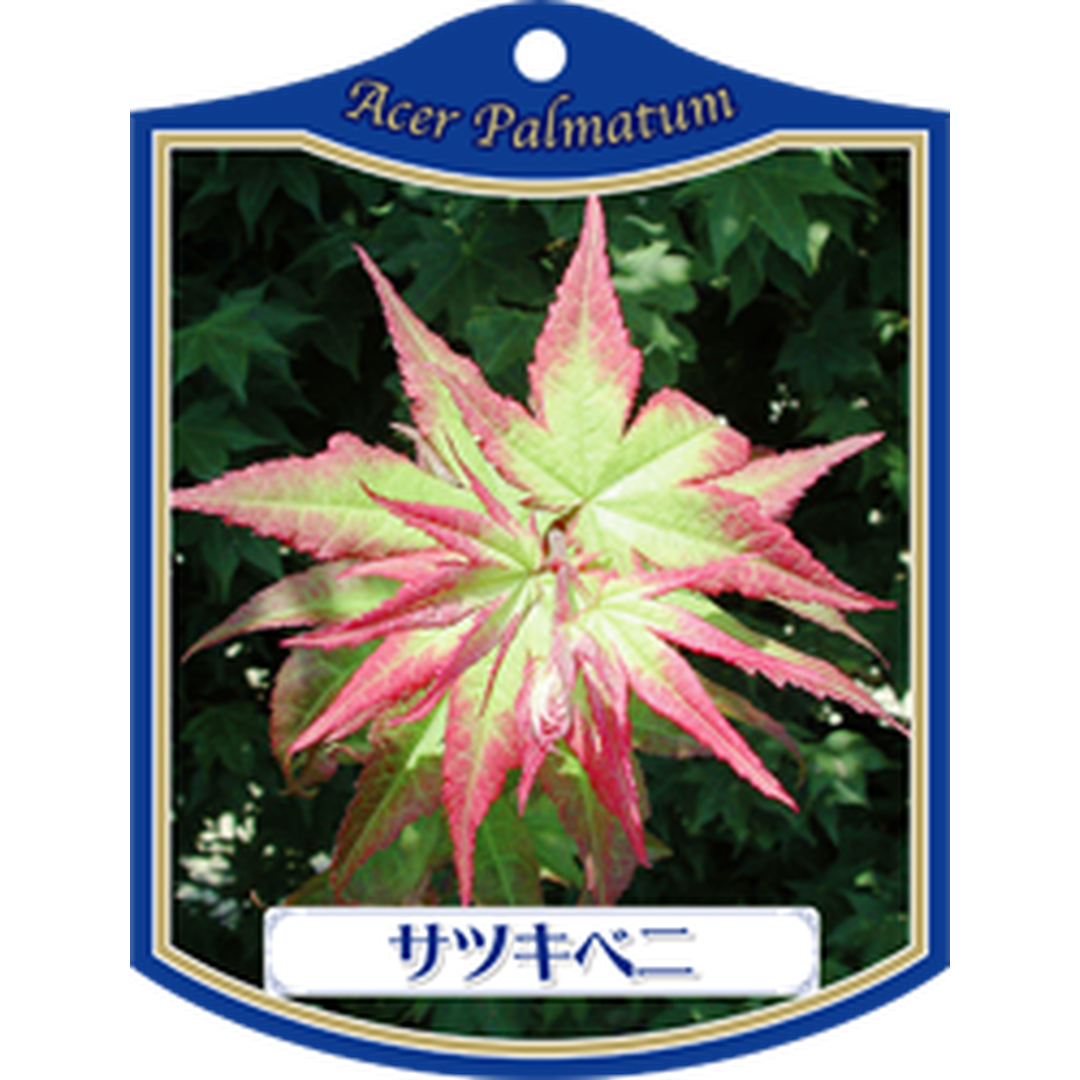 ARC カエデ サツキベニ K 園芸用ラベル【105mm×80mm】100枚入 T1TMK093-01