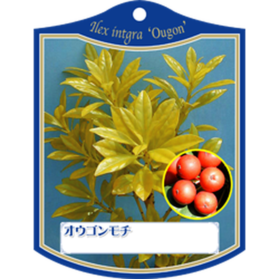 ARC オウゴンモチ Ｋ 園芸用ラベル【105mm×80mm】100枚入 T1TMK121-01