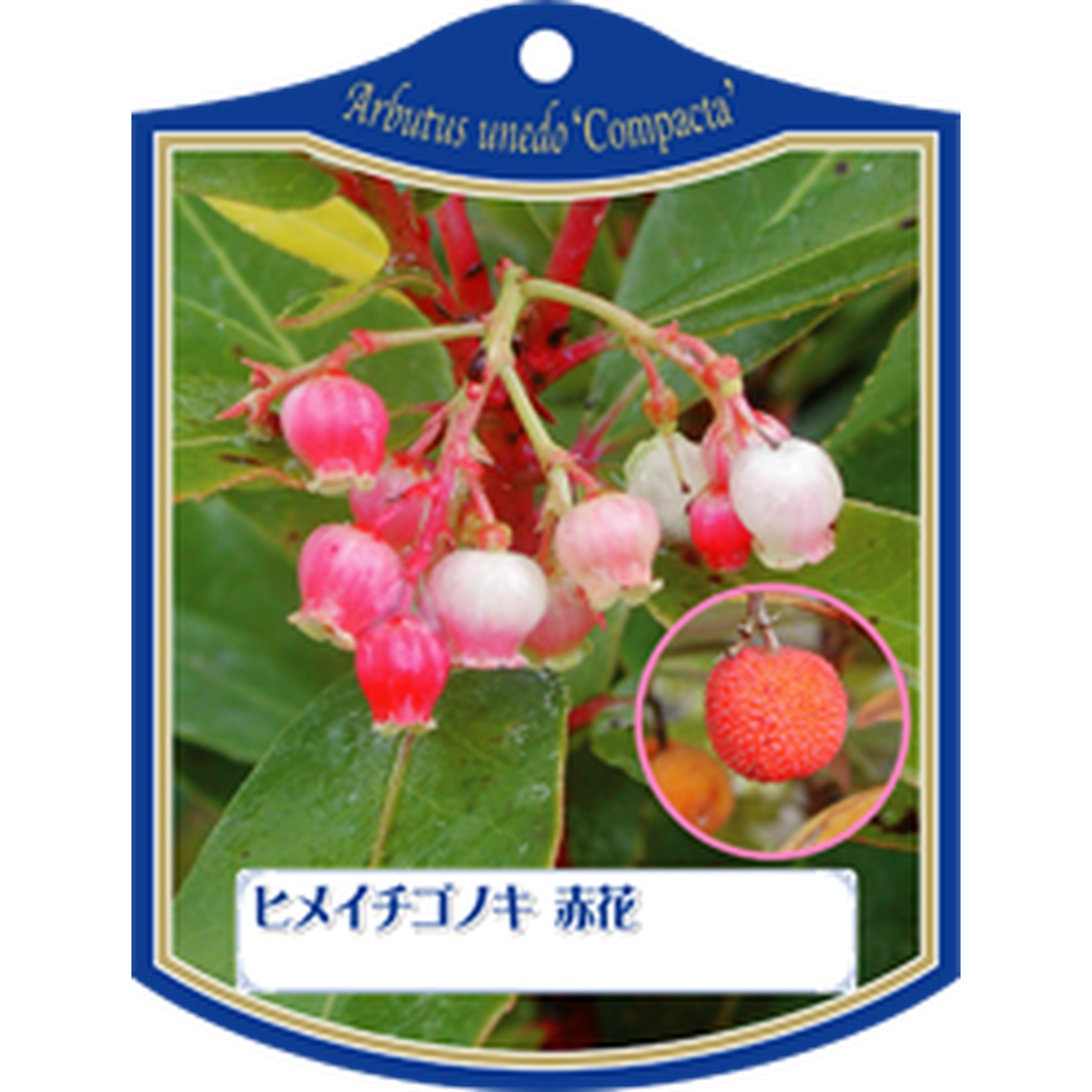 ARC ヒメイチゴノキ アカバナ K 園芸用ラベル【105mm×80mm】100枚入 T1TMK122-01