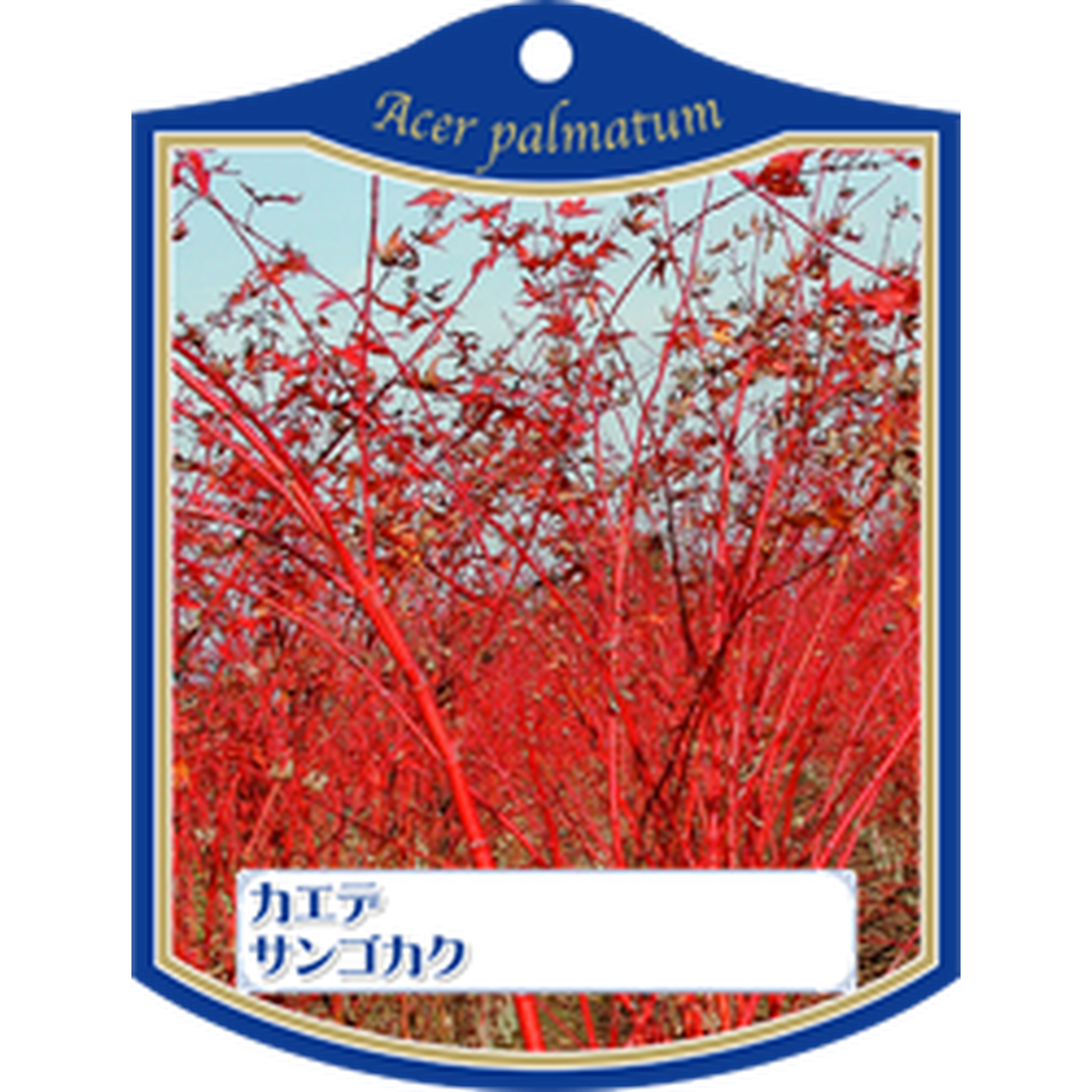 ARC カエデ サンゴカク K 園芸用ラベル【105mm×80mm】100枚入 T1TMK123-01