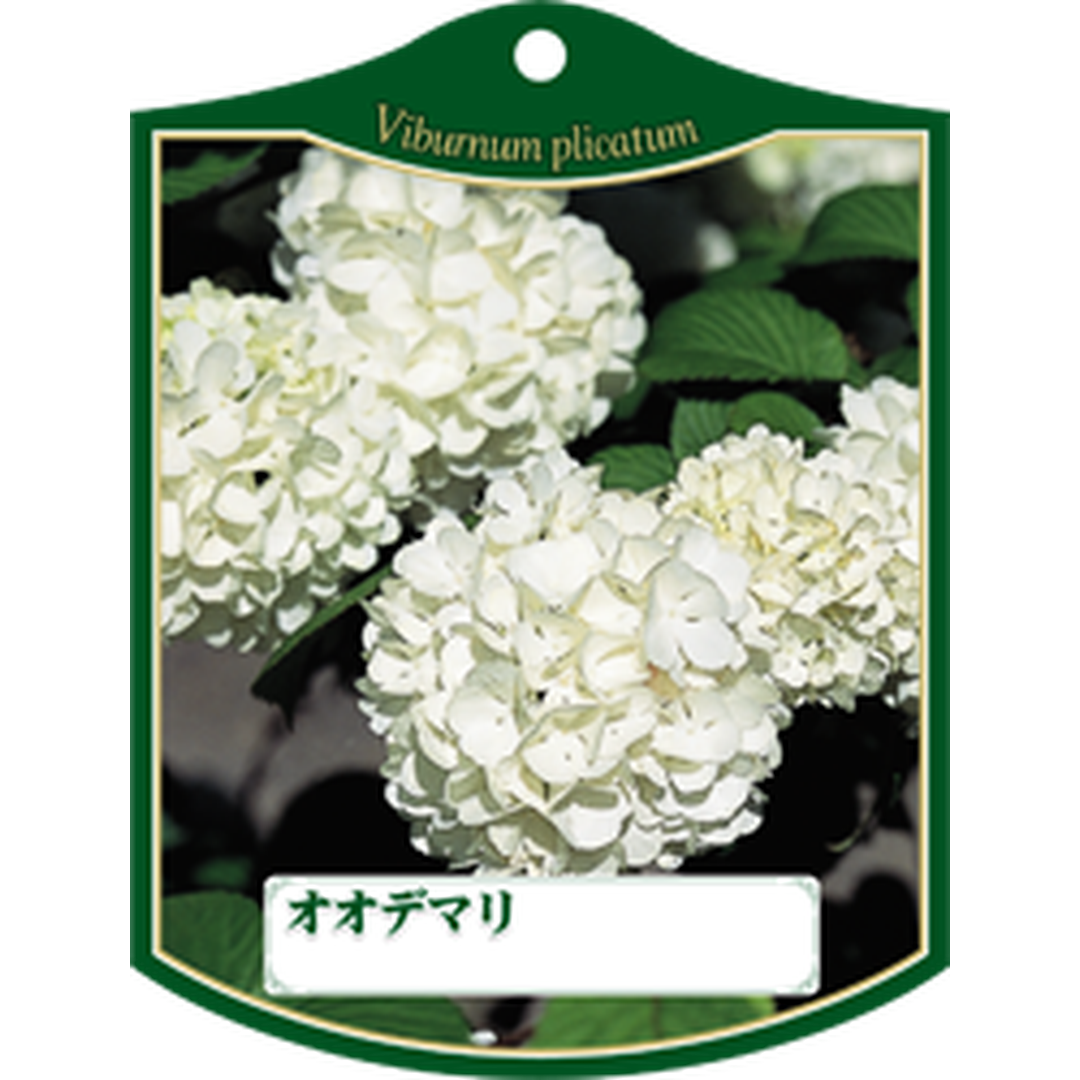 ARC オオデマリ K 園芸用ラベル【105mm×80mm】100枚入 T1TMK129-01