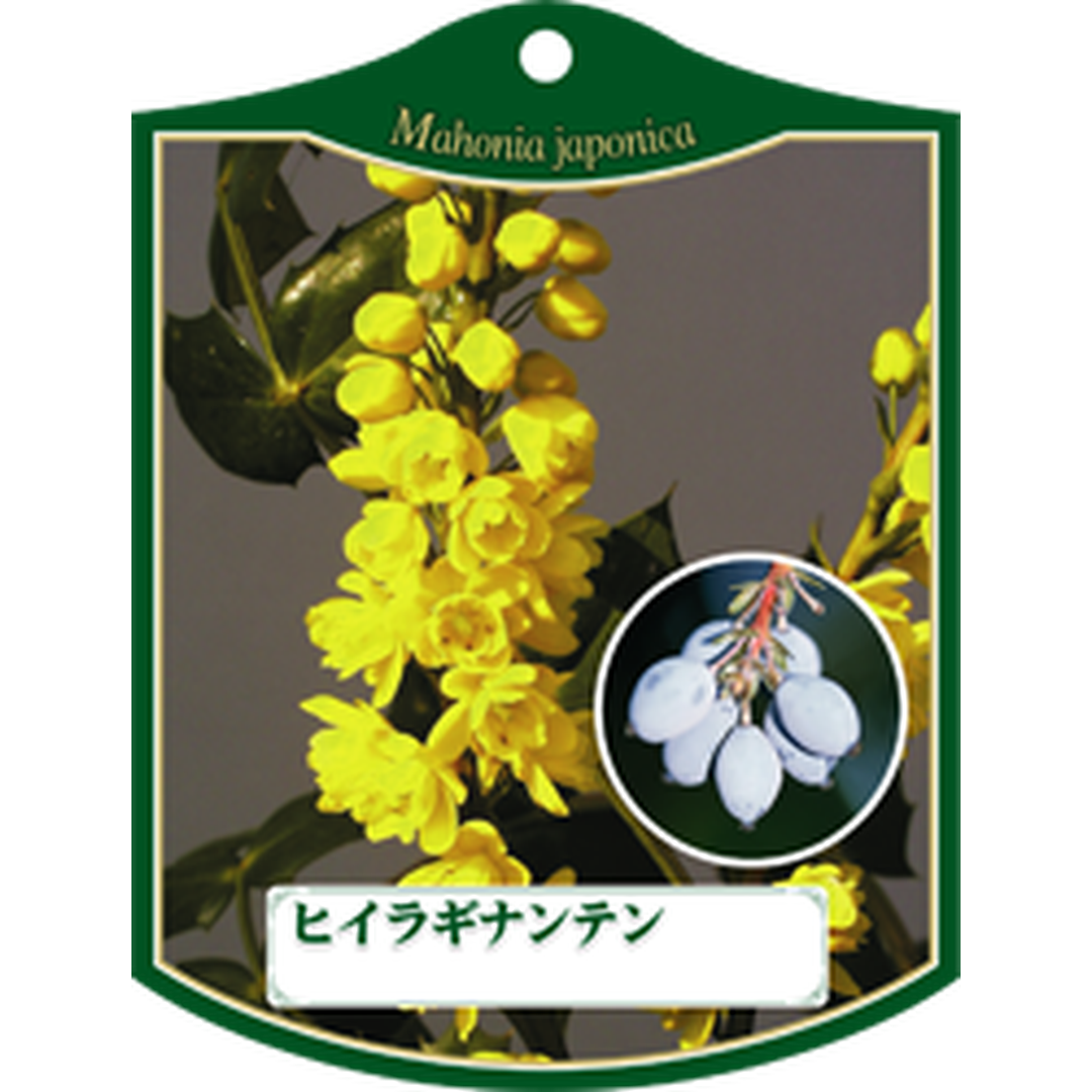 ARC ヒイラギナンテン K 園芸用ラベル【105mm×80mm】100枚入 T1TMK153-01