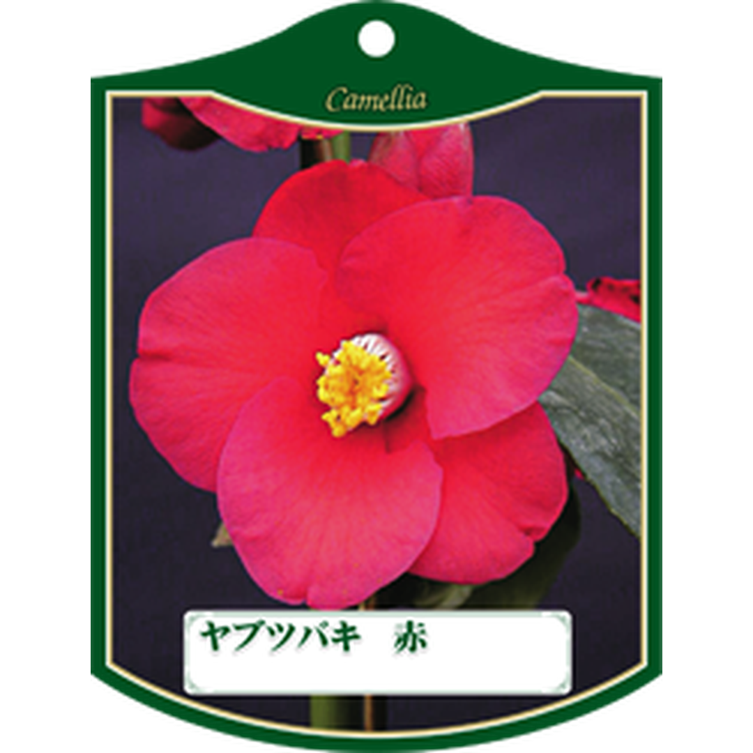 ARC ヤブツバキ アカ Ｋ 園芸用ラベル【105mm×80mm】100枚入 T1TMK161-01