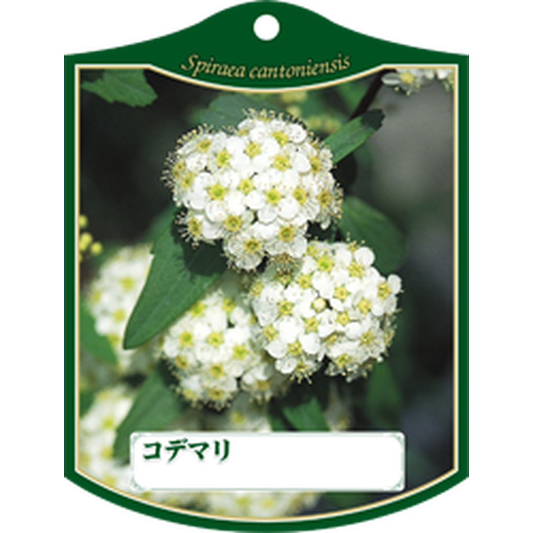 ARC コデマリ Ｋ 園芸用ラベル【105mm×80mm】100枚入 T1TMK162-01