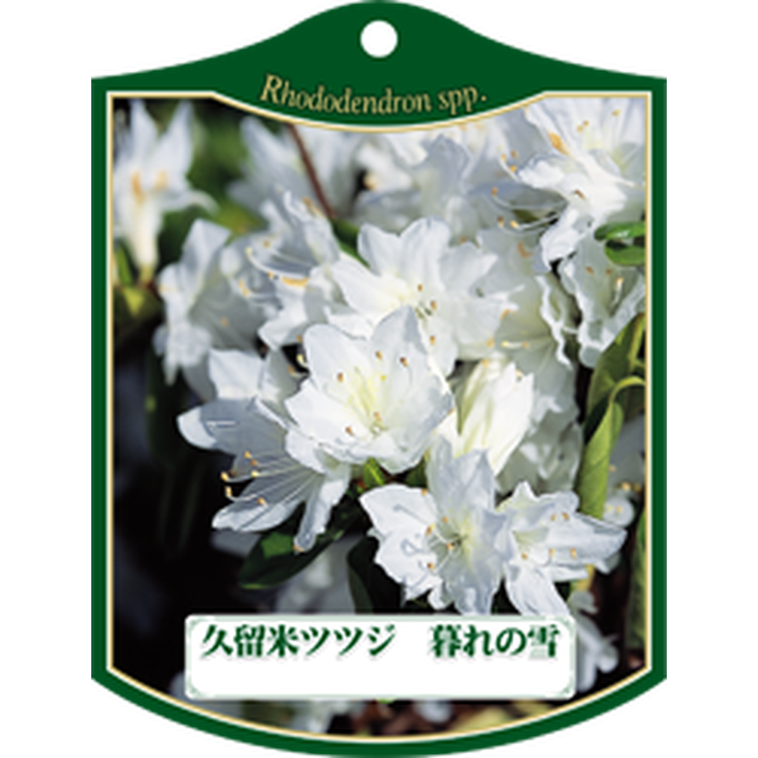 ARC クルメツツジ クレノユキ K 園芸用ラベル【105mm×80mm】100枚入 T1TMK167-01
