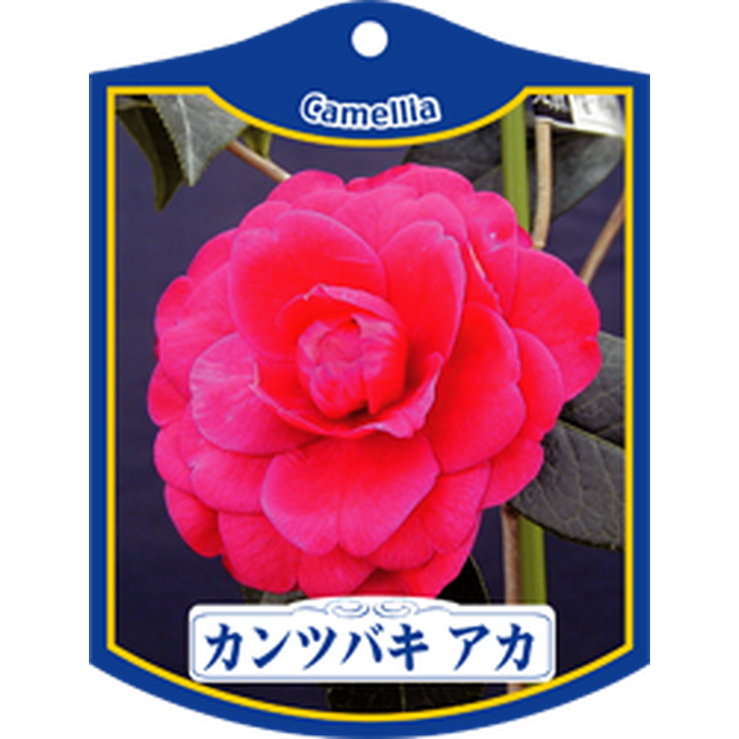 ARC カンツバキ アカ K 園芸用ラベル【105mm×80mm】100枚入 T1TMK170-01