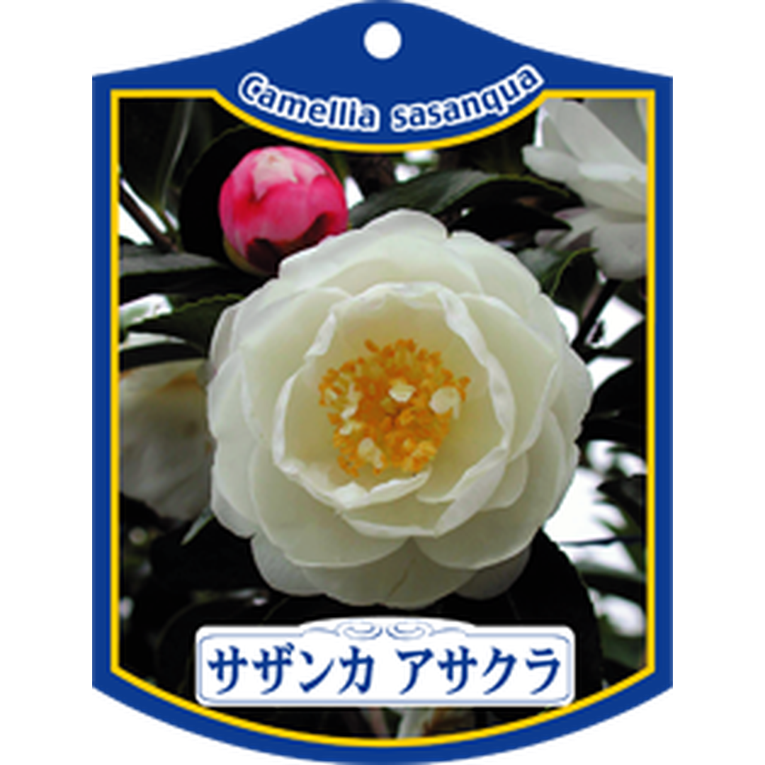 ARC サザンカ アサクラ イチリン K 園芸用ラベル【105mm×80mm】100枚入 T1TMK171-01