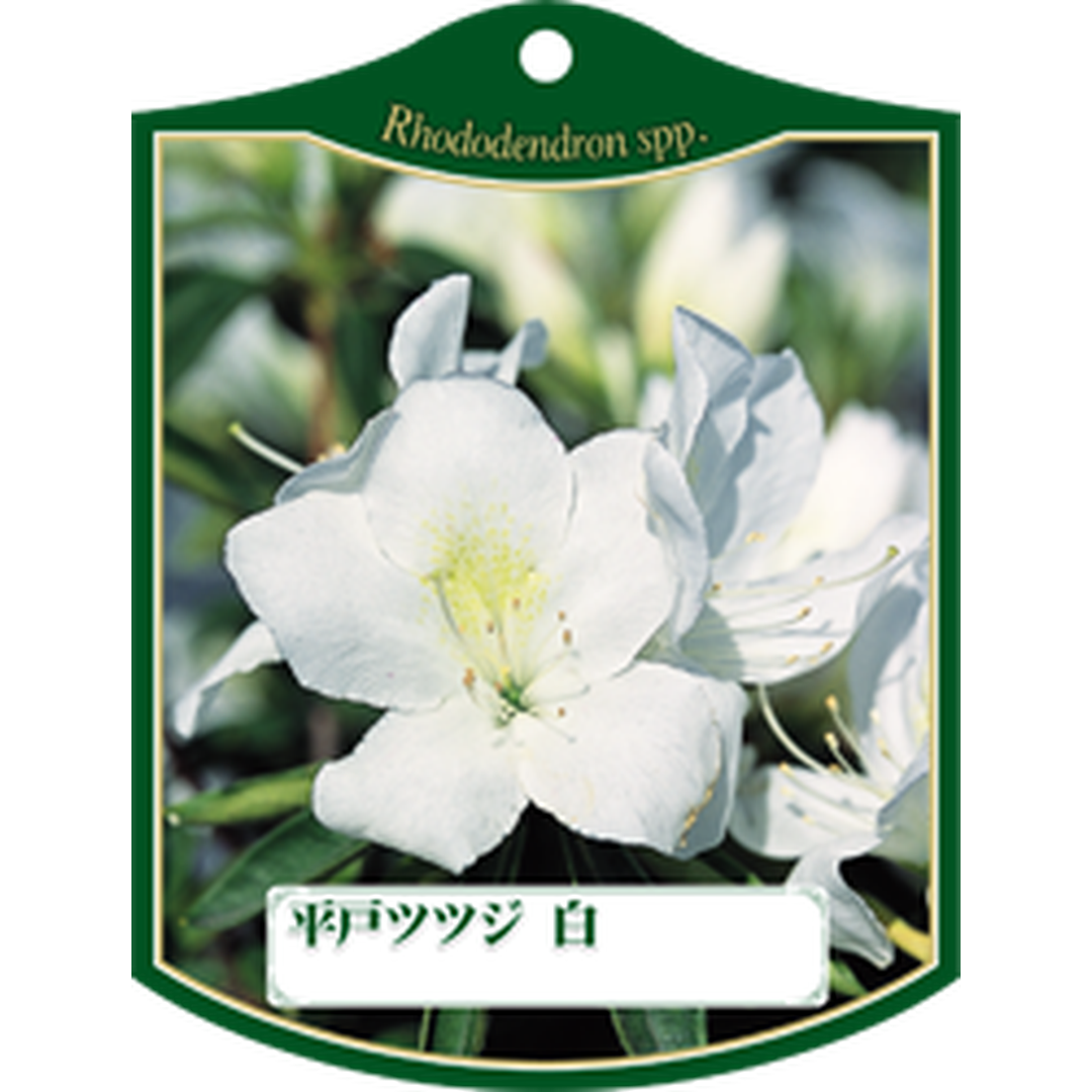 ARC ヒラドツツジ シロ K 園芸用ラベル【105mm×80mm】100枚入 T1TMK173-01