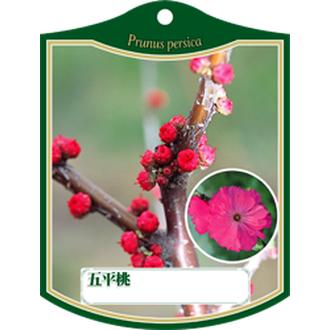 ARC ゴヘイモモ Ｋ 園芸用ラベル【105mm×80mm】100枚入 T1TMK176-01