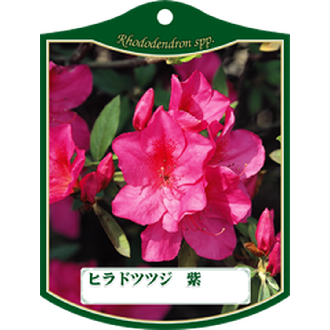 ARC ヒラドツツジ ムラサキ K 園芸用ラベル【105mm×80mm】100枚入 T1TMK180-01