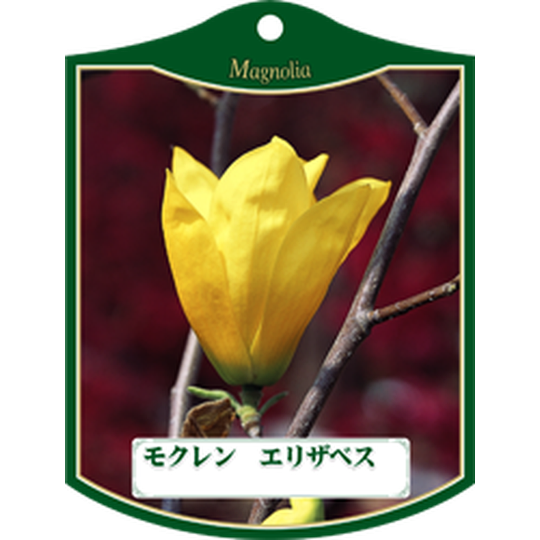 ARC モクレン エリザベス K 園芸用ラベル【105mm×80mm】100枚入 T1TMK181-01