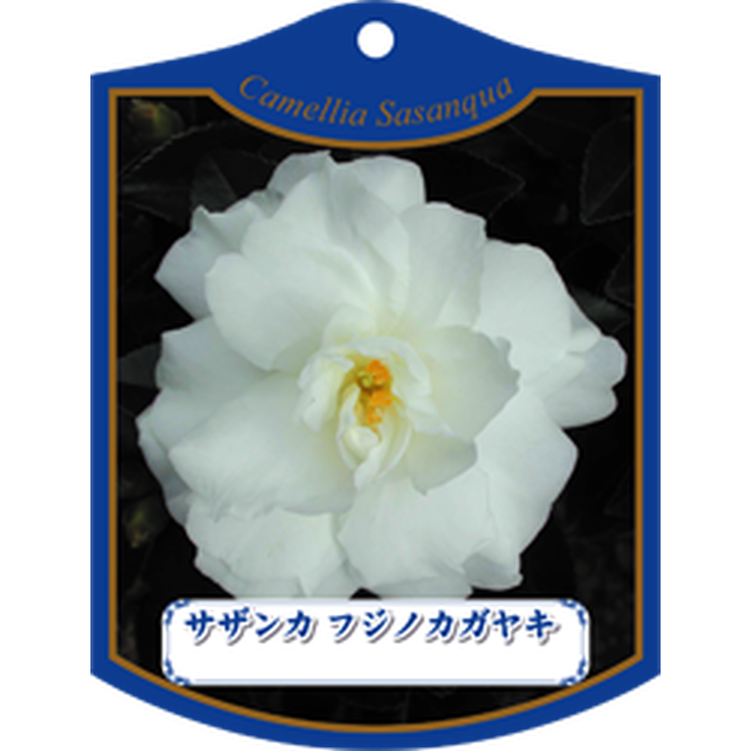 ARC サザンカ フジノカガヤキ K 園芸用ラベル【105mm×80mm】100枚入 T1TMK184-01