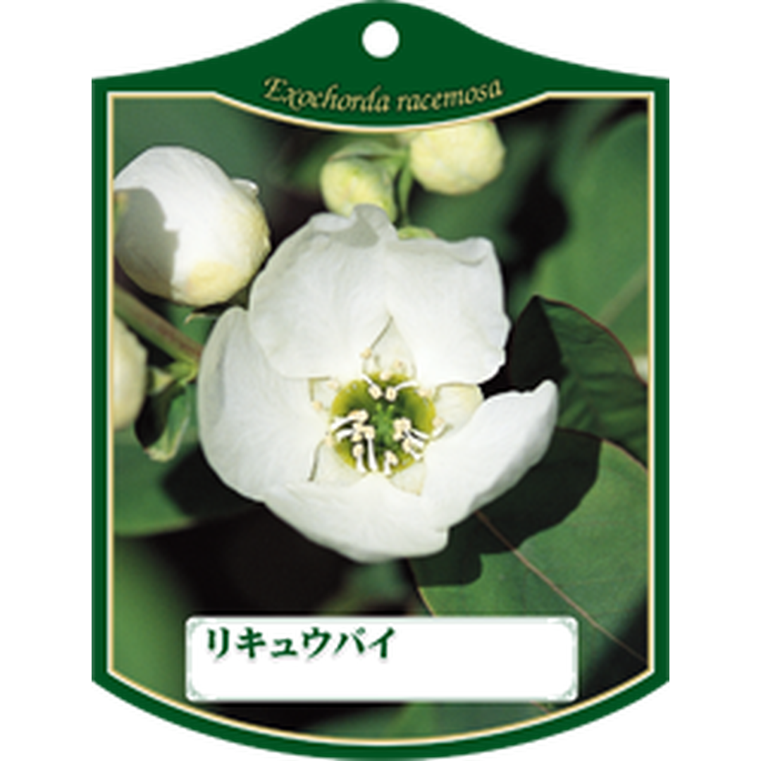 ARC リキュウバイ Ｋ 園芸用ラベル【105mm×80mm】100枚入 T1TMK198-01