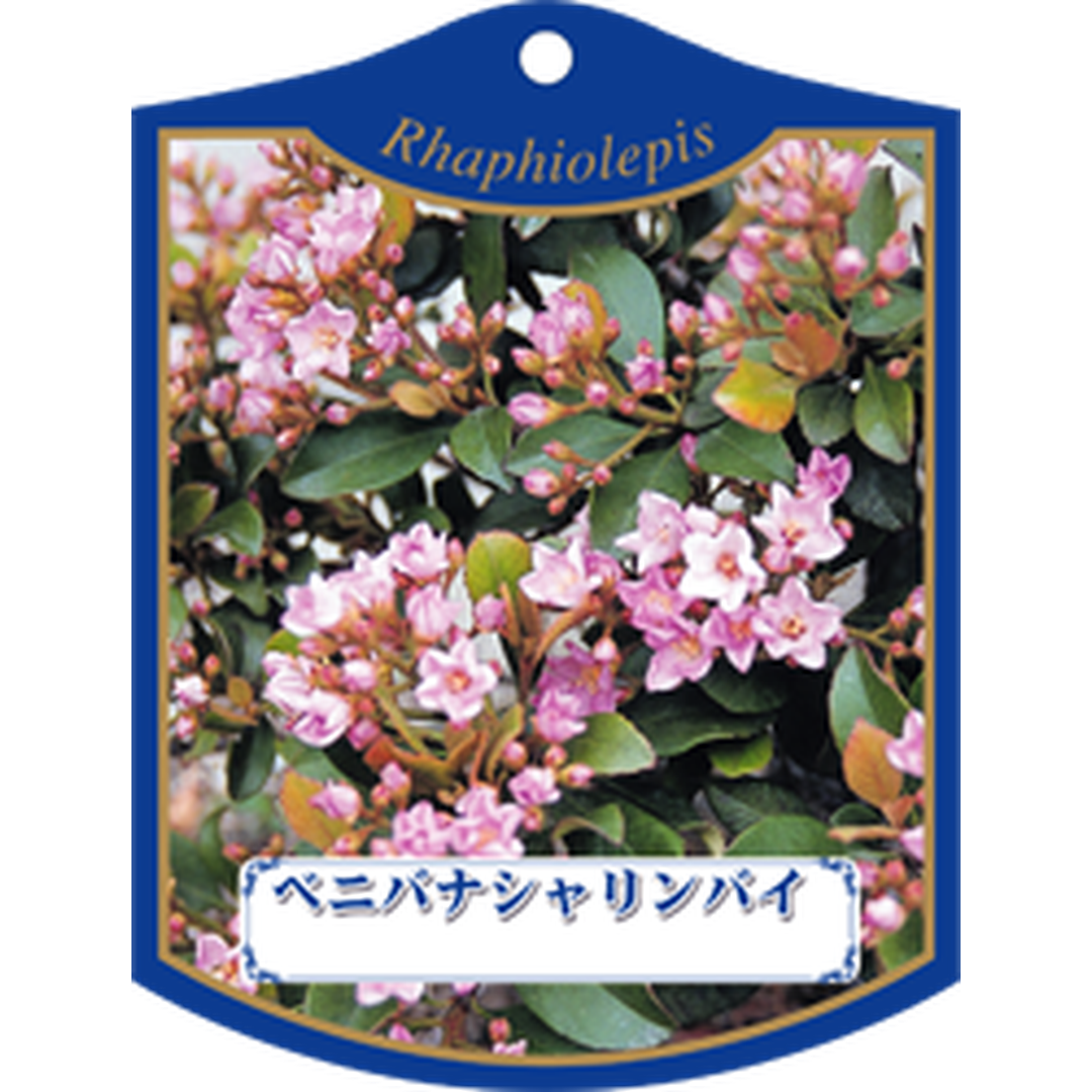 ARC ベニバナシャリンバイ Ｋ 園芸用ラベル【105mm×80mm】100枚入 T1TMK214-01