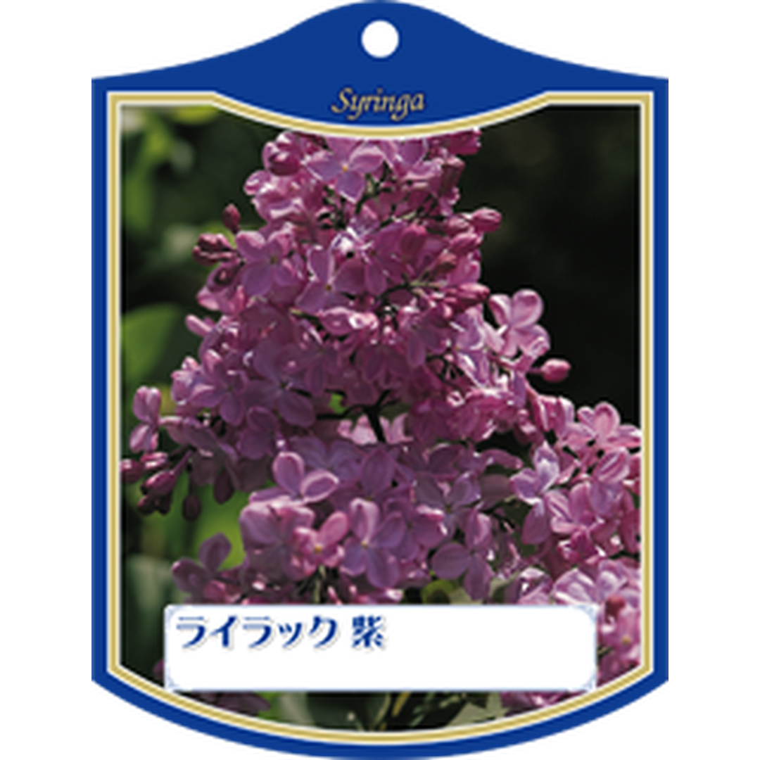 ARC ライラック ムラサキ K 園芸用ラベル【105mm×80mm】100枚入 T1TMK217-01