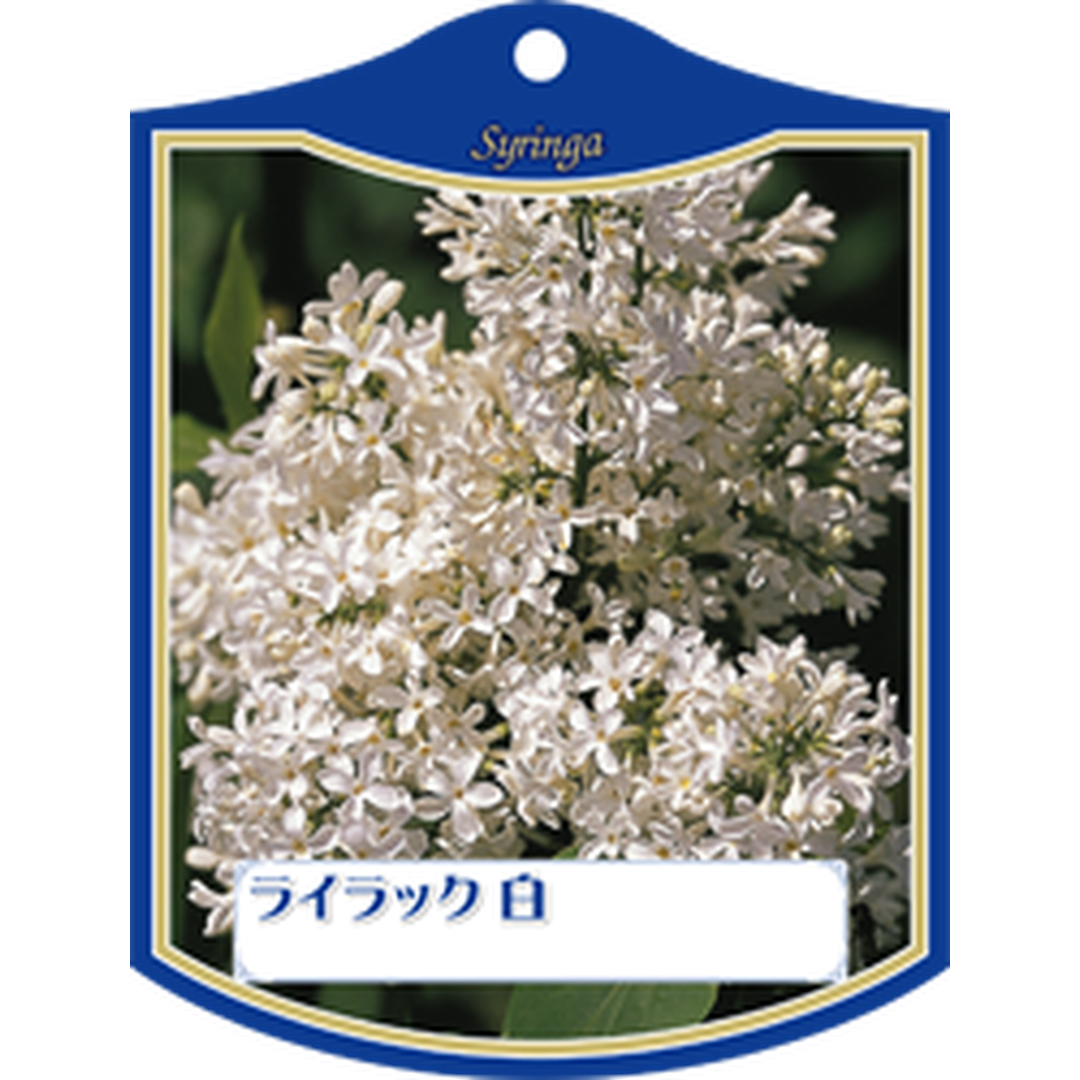 ARC ライラック シロ K 園芸用ラベル【105mm×80mm】100枚入 T1TMK218-01