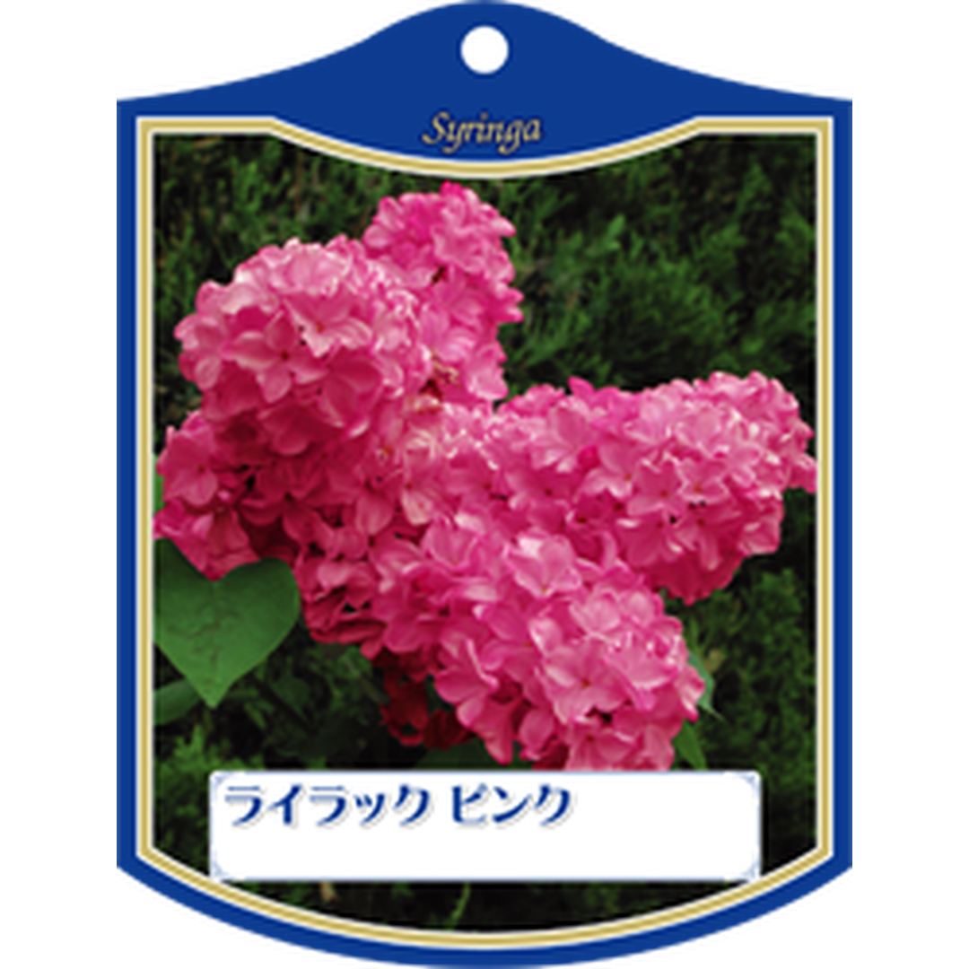ARC ライラック ピンク2 Ｋ 園芸用ラベル【105mm×80mm】100枚入 T1TMK219-01